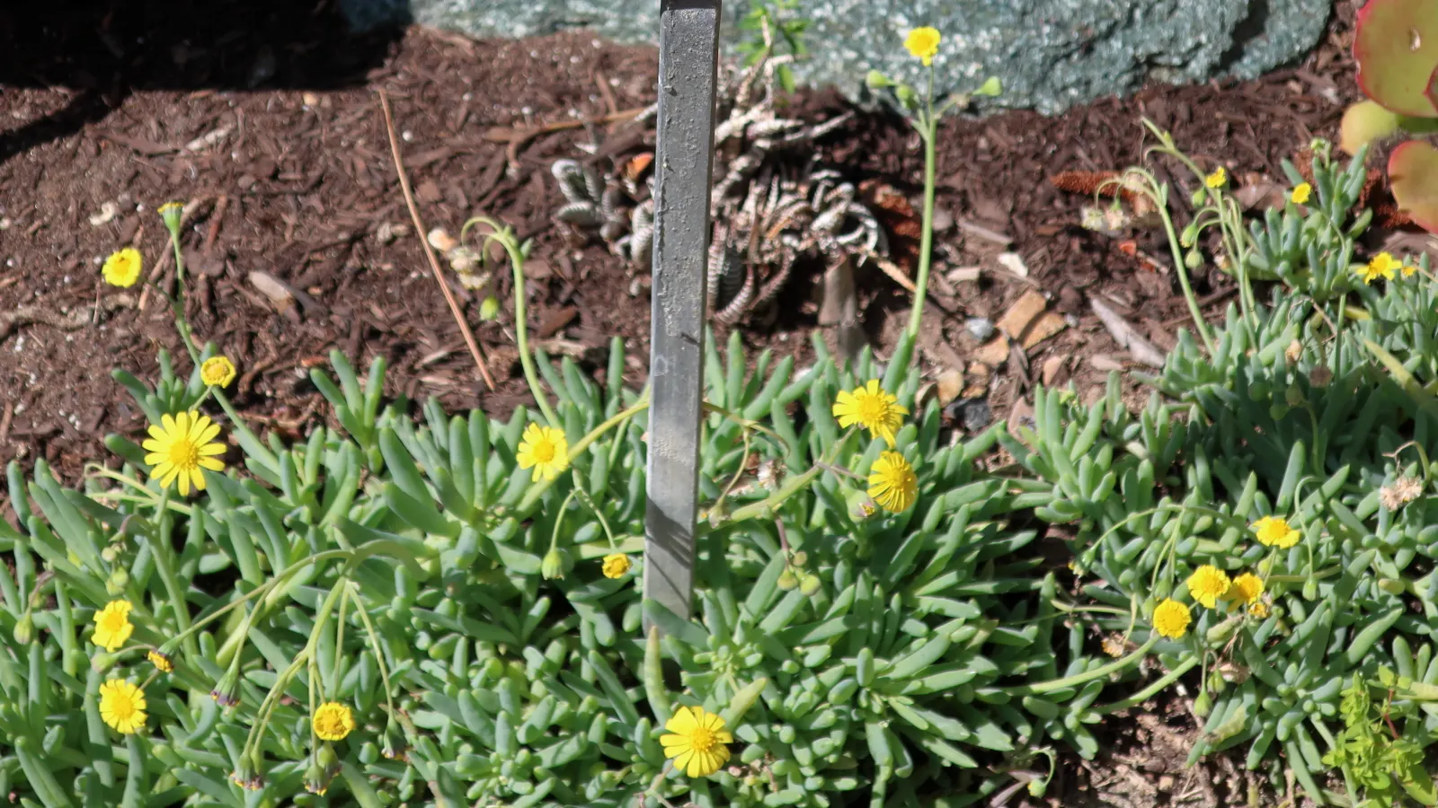 Ruby Necklace (Othonna Capensis) — Othonna capensis 'Little Pickles' is a charming succulent featuring slender