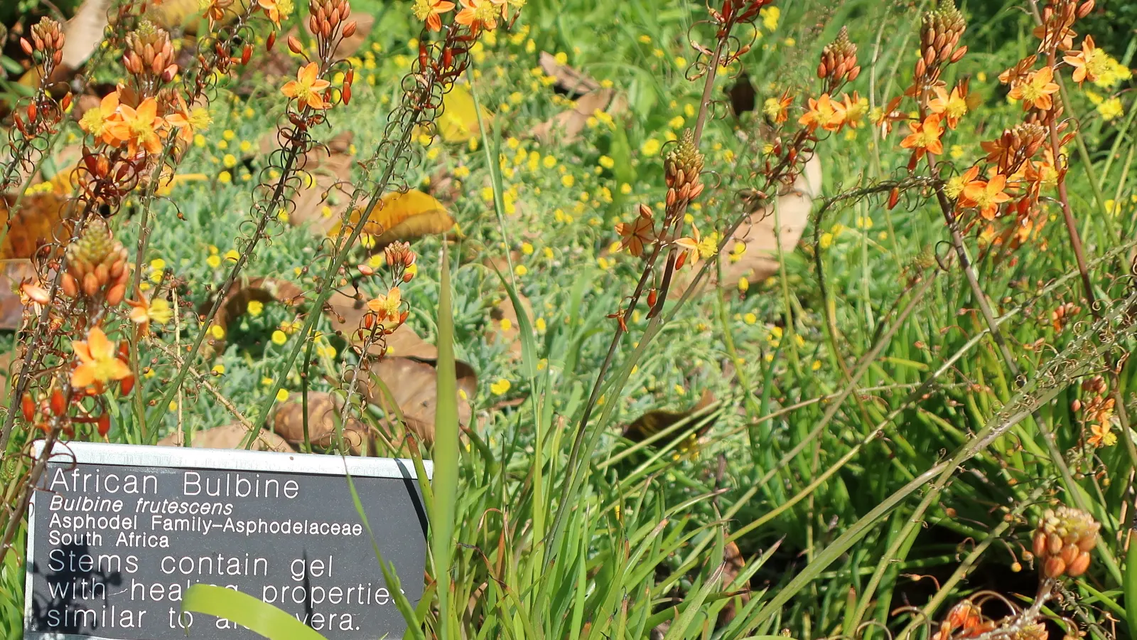 Ruby Necklace (Othonna Capensis) — Fast-growing and easy to care for, it flourishes in full sun to partial shade and requires well-draining soil