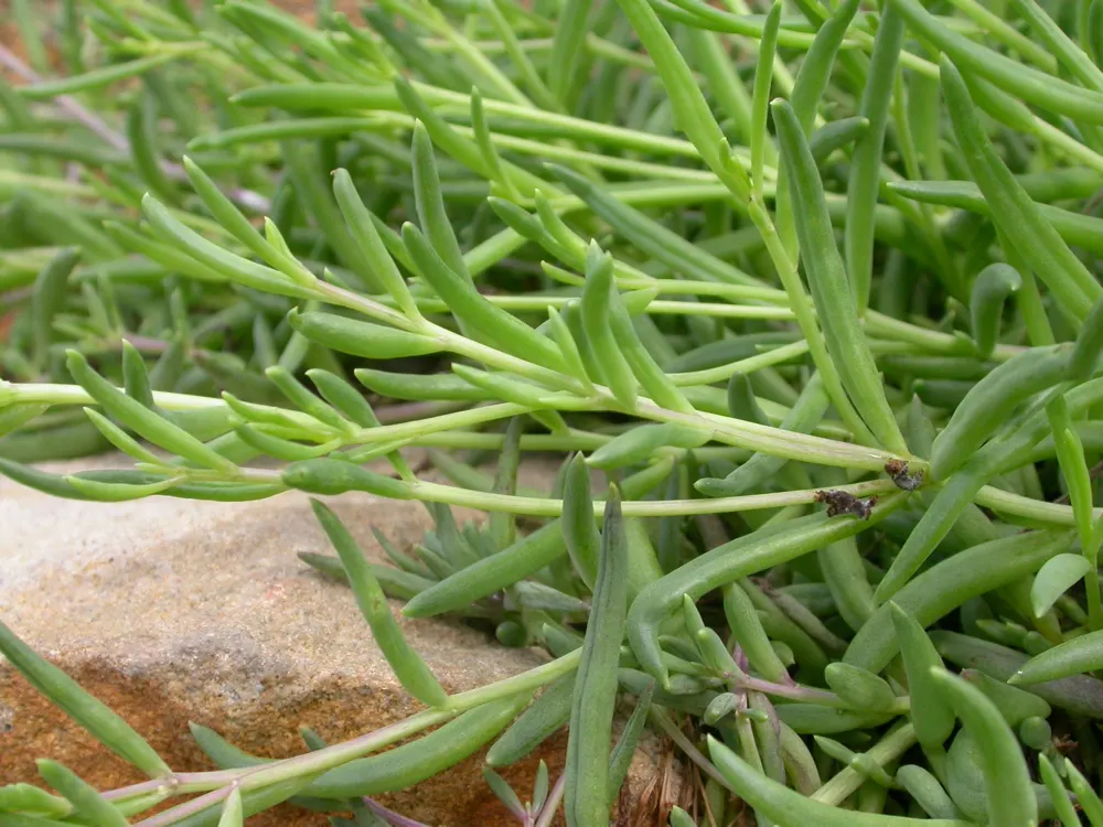 Ruby Necklace (Othonna Capensis) — Its prostrate growth habit