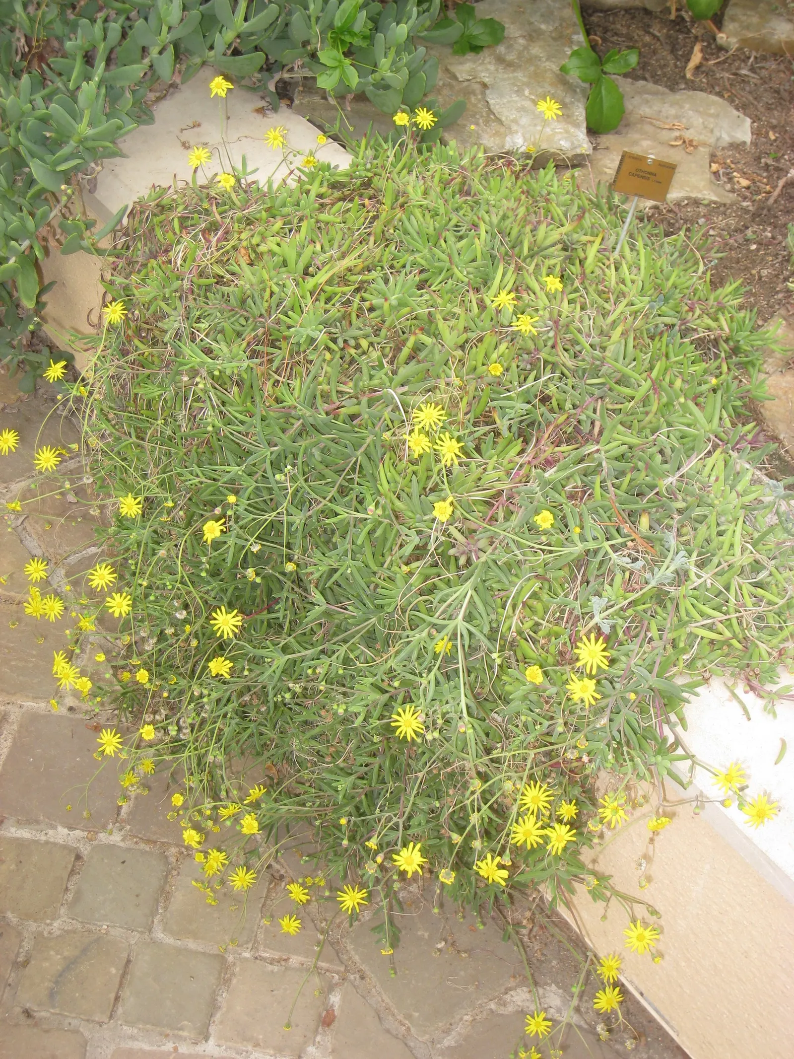 Ruby Necklace (Othonna Capensis) — this hardy plant flourishes in USDA Hardiness Zones 9 to 11 and prefers full sun to partial shade conditions