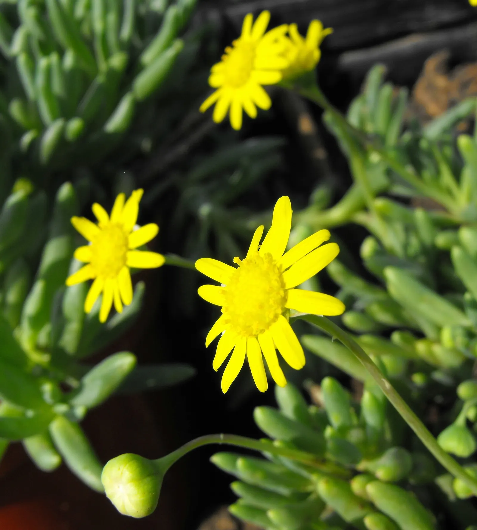 Ruby Necklace (Othonna Capensis) — it showcases brilliant yellow