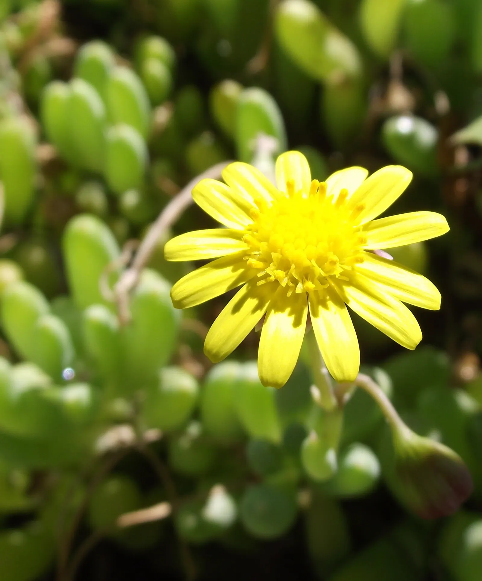 Ruby Necklace (Othonna Capensis) — Othonna capensis spreads moderately
