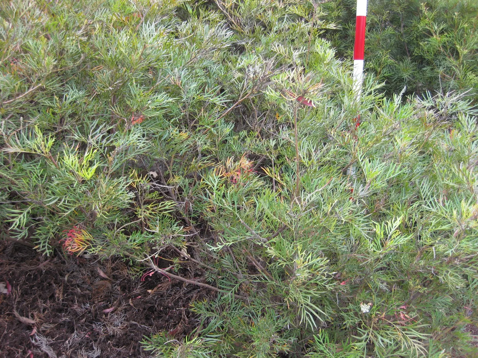 Royal Grevillea (Grevillea Victoriae) — It boasts rich, green foliage and distinctive orange-red flowers that bloom year-round, peaking in winter, image 71