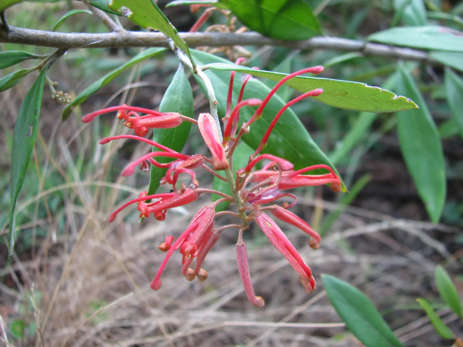 Royal Grevillea (Grevillea Victoriae) — This robust plant is distinguished by its strikingly ornamental flowers and fern-like foliage