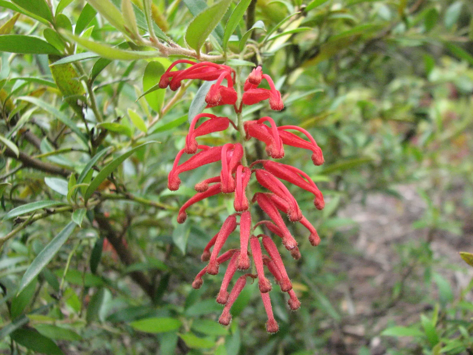 Royal Grevillea (Grevillea Victoriae) — it thrives in well-drained soil; it boasts rich, green foliage and distinctive orange-red flowers that bloom