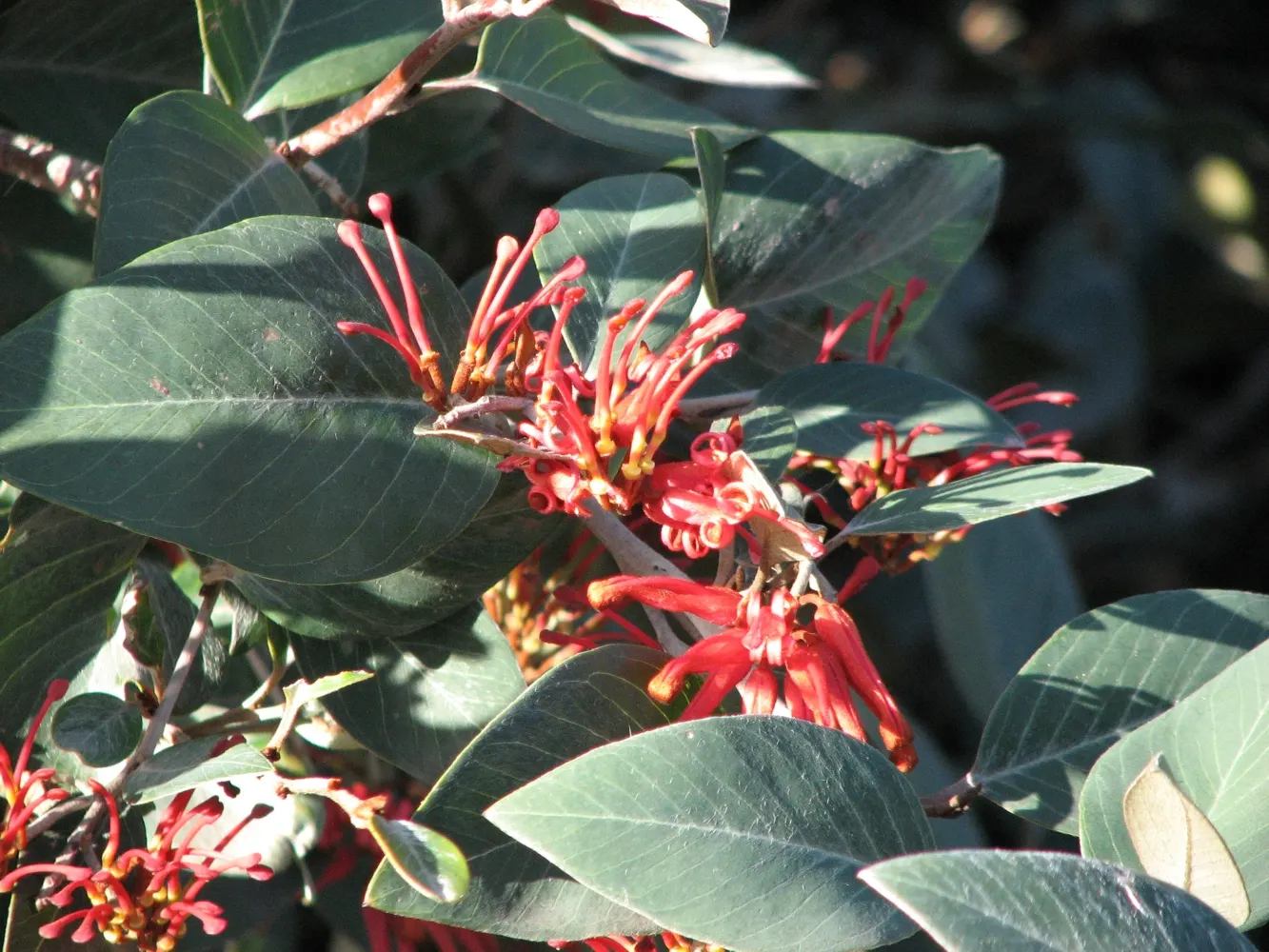 Royal Grevillea (Grevillea Victoriae) — The Royal Grevillea, or Grevillea victoriae, is a captivating evergreen shrub native to southeastern Australia; perfect