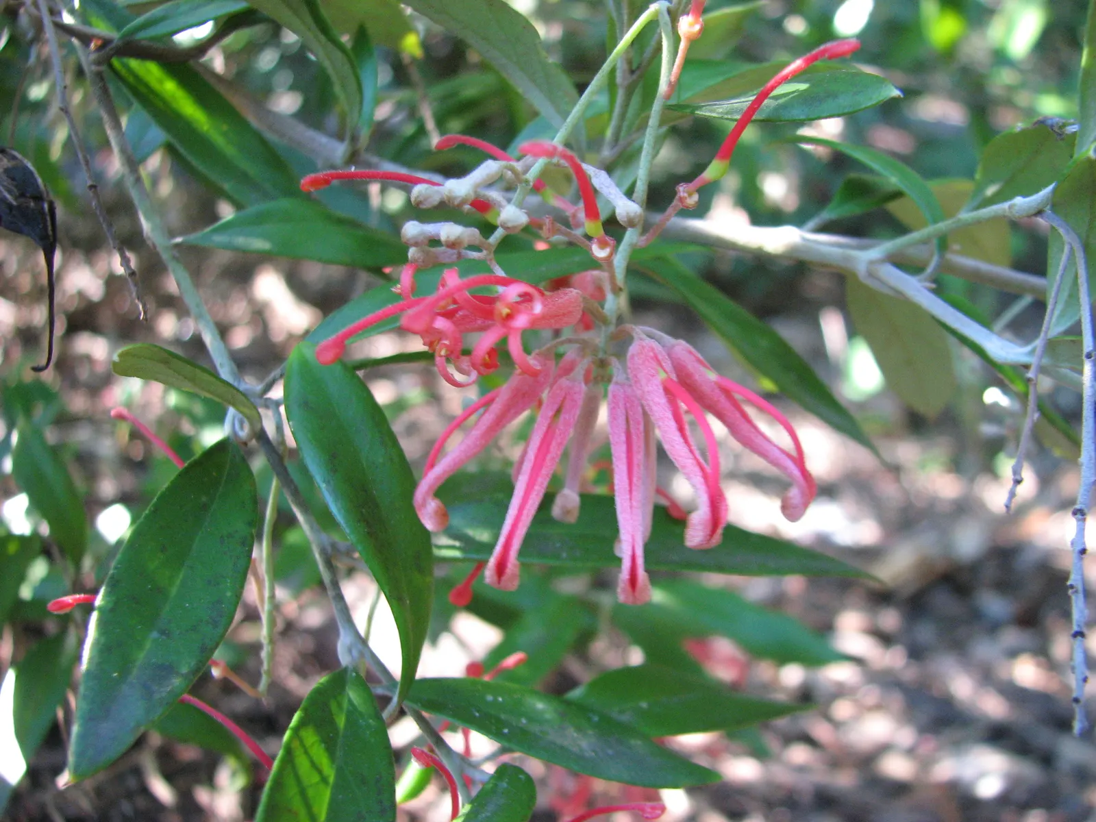 Royal Grevillea (Grevillea Victoriae) — with occasional susceptibility to root rot if overwatered; ground cover / shrub with pink blooms, image 66