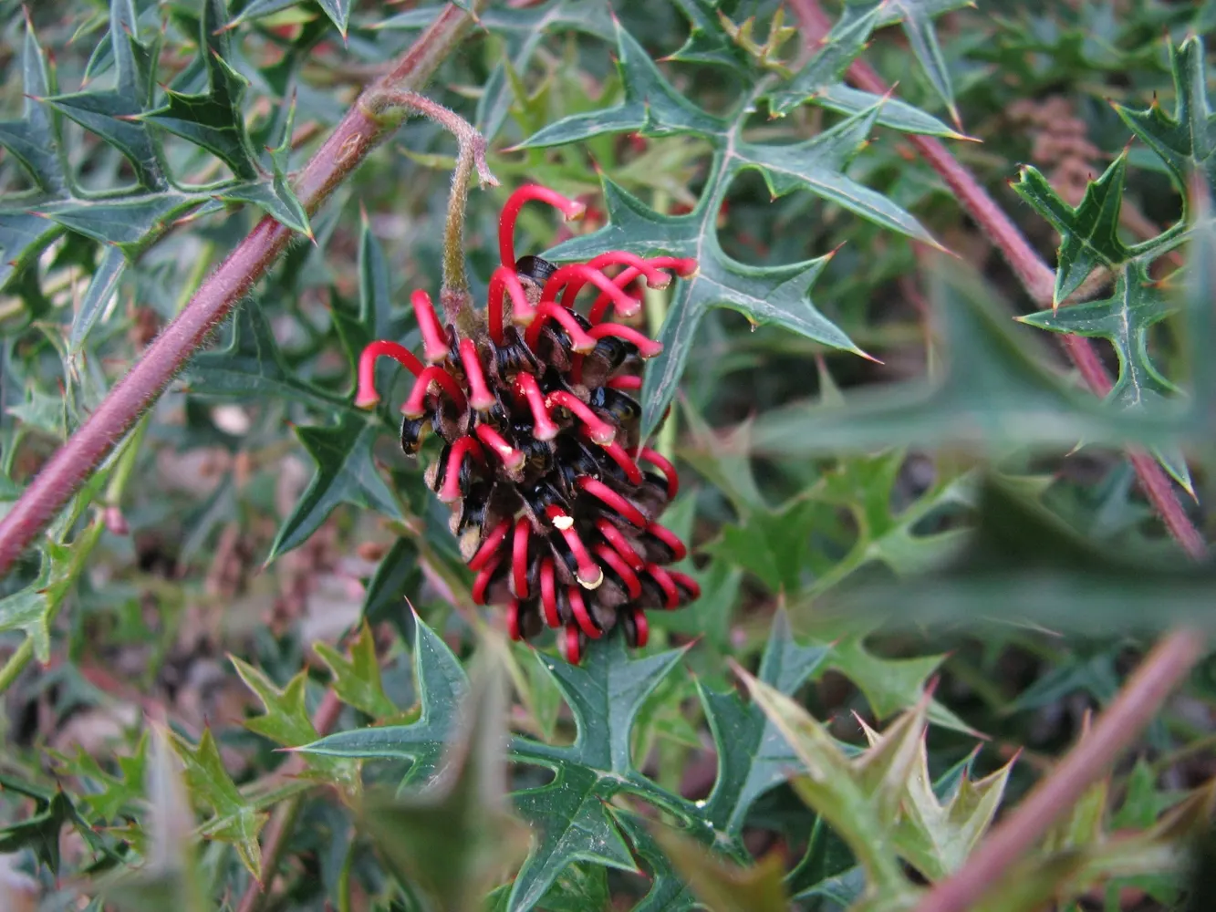 Royal Grevillea (Grevillea Victoriae) — orange-red blooms that reach about 2 to 4 inches in length; grevillea victoriae is relatively free from pests and