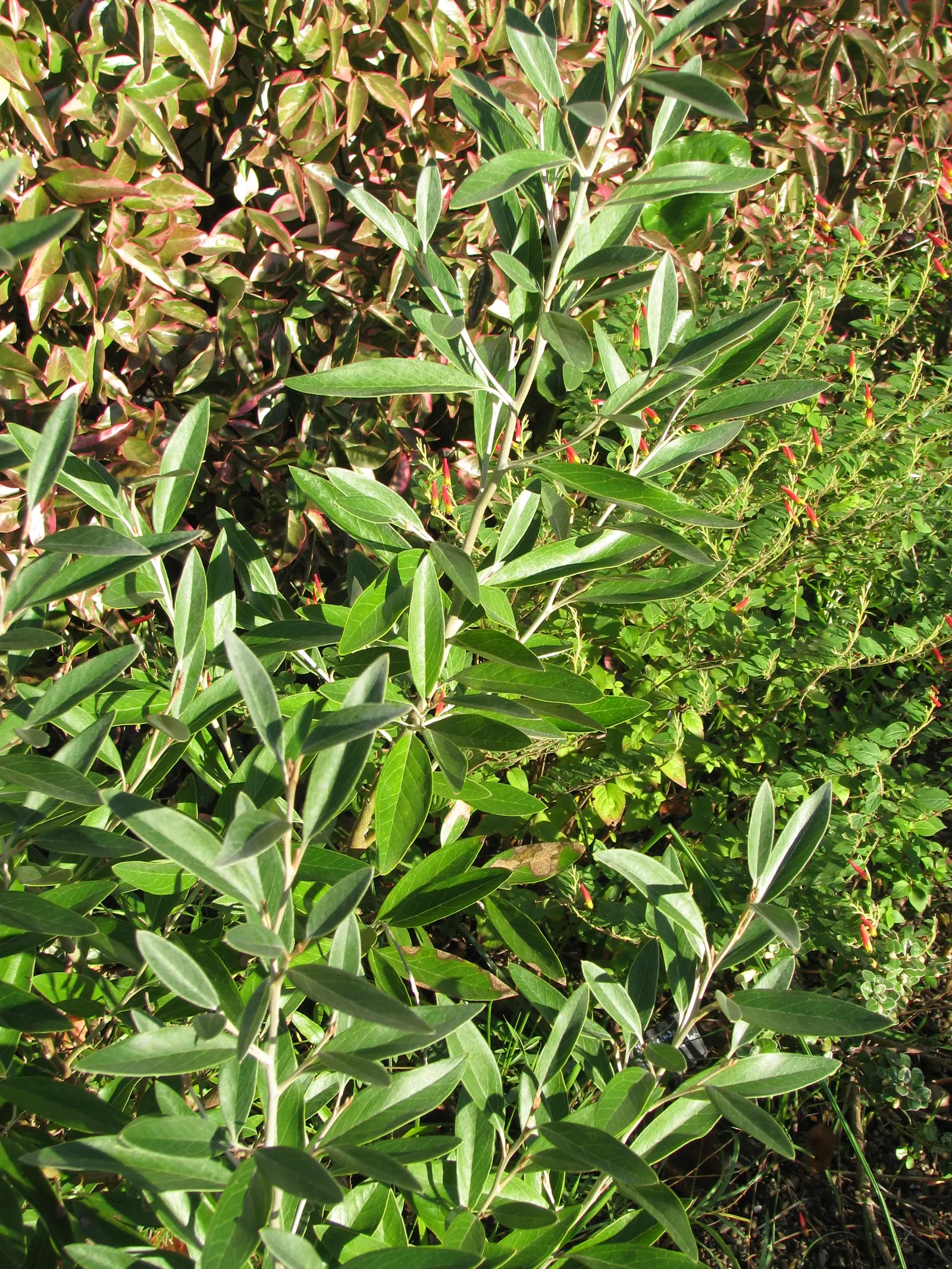 Royal Grevillea (Grevillea Victoriae) — The Royal Grevillea (Grevillea victoriae) is a striking evergreen shrub, native to southeastern Australia; it thrives