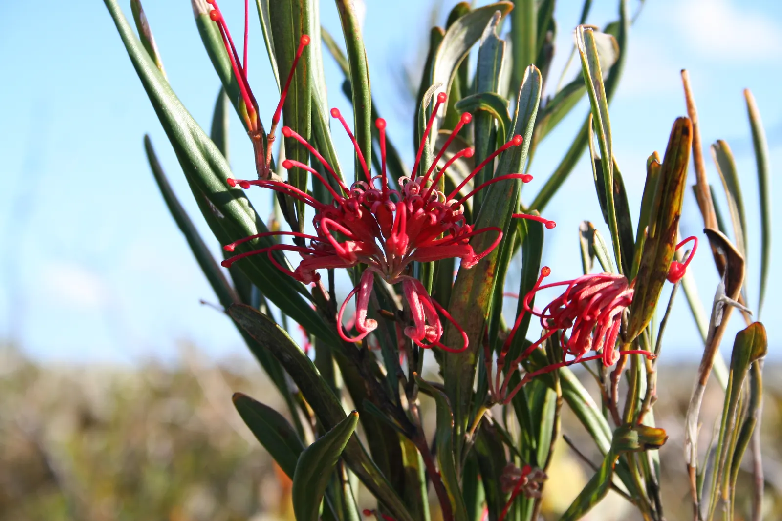 Royal Grevillea (Grevillea Victoriae) — Perfect for adding vibrant color to landscapes; ground cover / shrub for full, image 53