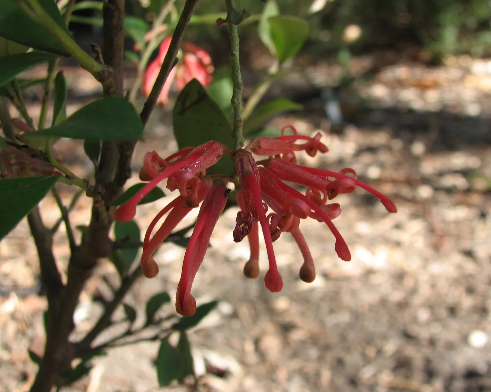 Royal Grevillea (Grevillea Victoriae) — Perfect for adding vibrant color to landscapes; ground cover / shrub for full, image 76