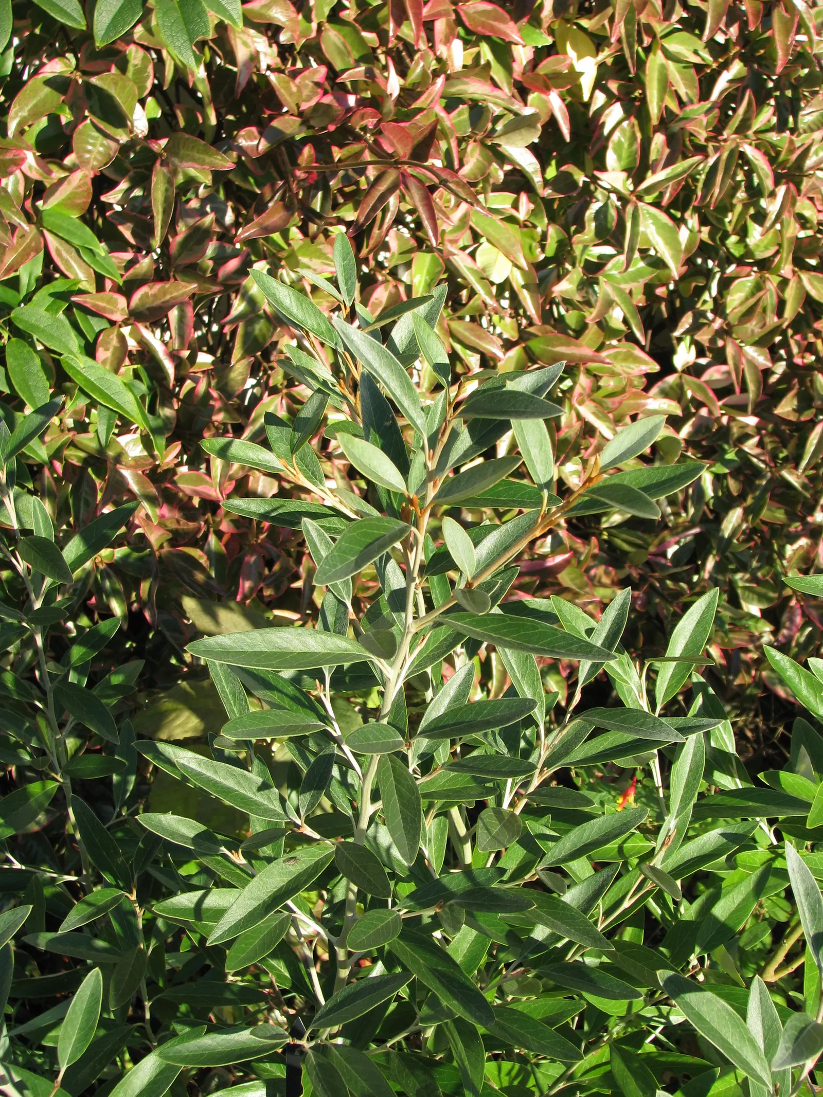Royal Grevillea (Grevillea Victoriae) — Grevillea victoriae is relatively free from pests and diseases