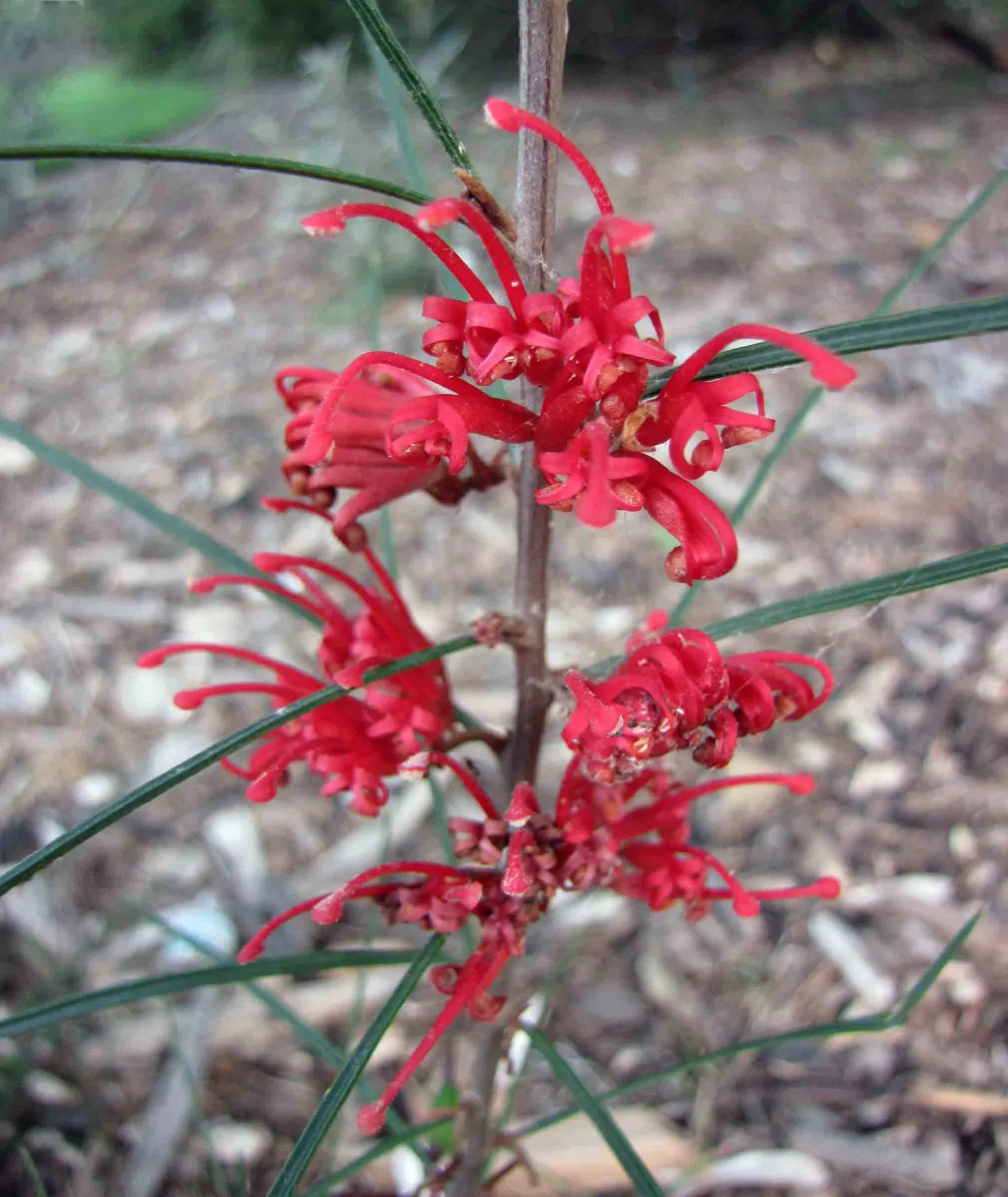 Royal Grevillea (Grevillea Victoriae) — The Royal Grevillea (Grevillea victoriae) is a striking evergreen shrub, native to southeastern Australia, image 70