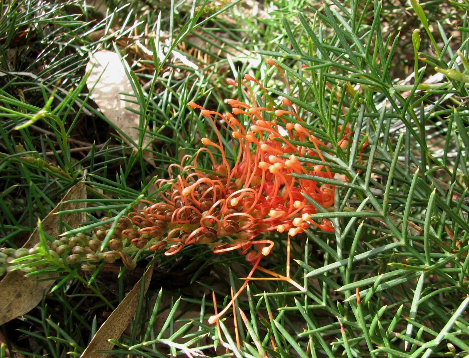 Royal Grevillea (Grevillea Victoriae) — The Royal Grevillea (Grevillea victoriae) is a striking evergreen shrub, native to southeastern Australia