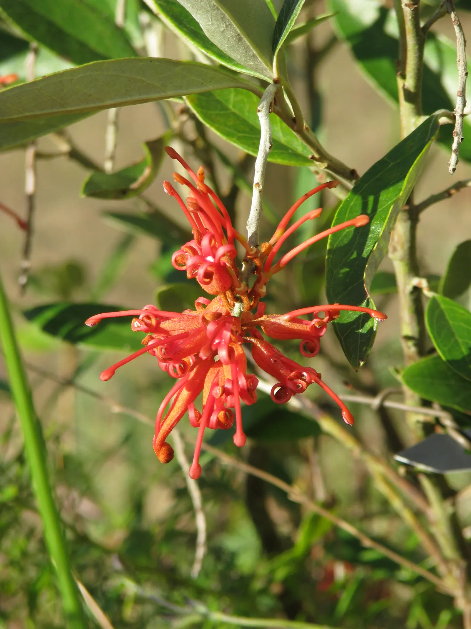 Royal Grevillea (Grevillea Victoriae) — Its remarkable resilience to drought conditions; reaching up to 10 feet in height and 6 feet in spread
