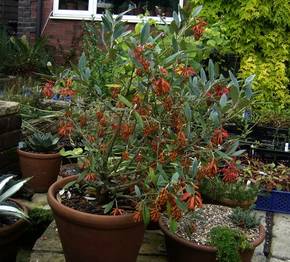Royal Grevillea (Grevillea Victoriae) — it thrives in well-drained soil; it boasts rich, green foliage and distinctive orange-red flowers that bloom, image 73