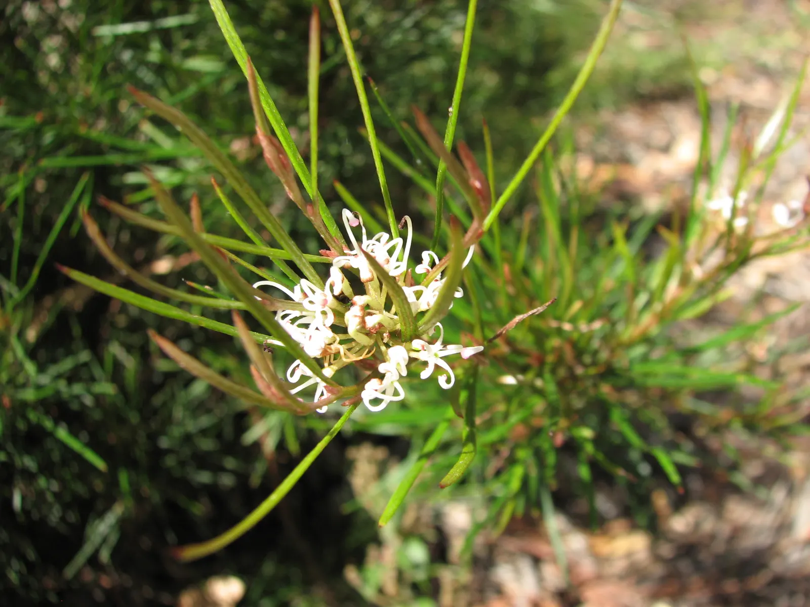 Royal Grevillea (Grevillea Victoriae) — The Royal Grevillea, or Grevillea victoriae, is a captivating evergreen shrub native to southeastern, image 54