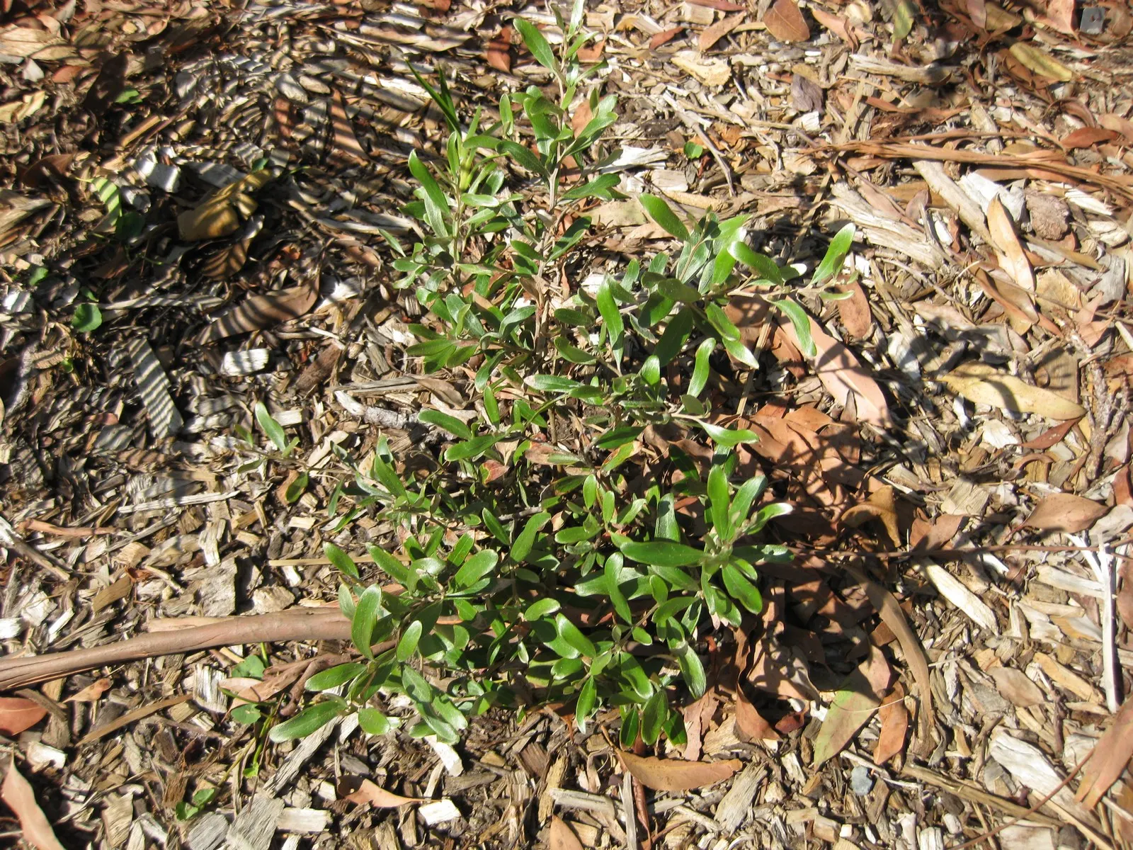 Royal Grevillea (Grevillea Victoriae) — ground cover / shrub with pink blooms; orange-red blooms that reach about 2 to 4 inches in length