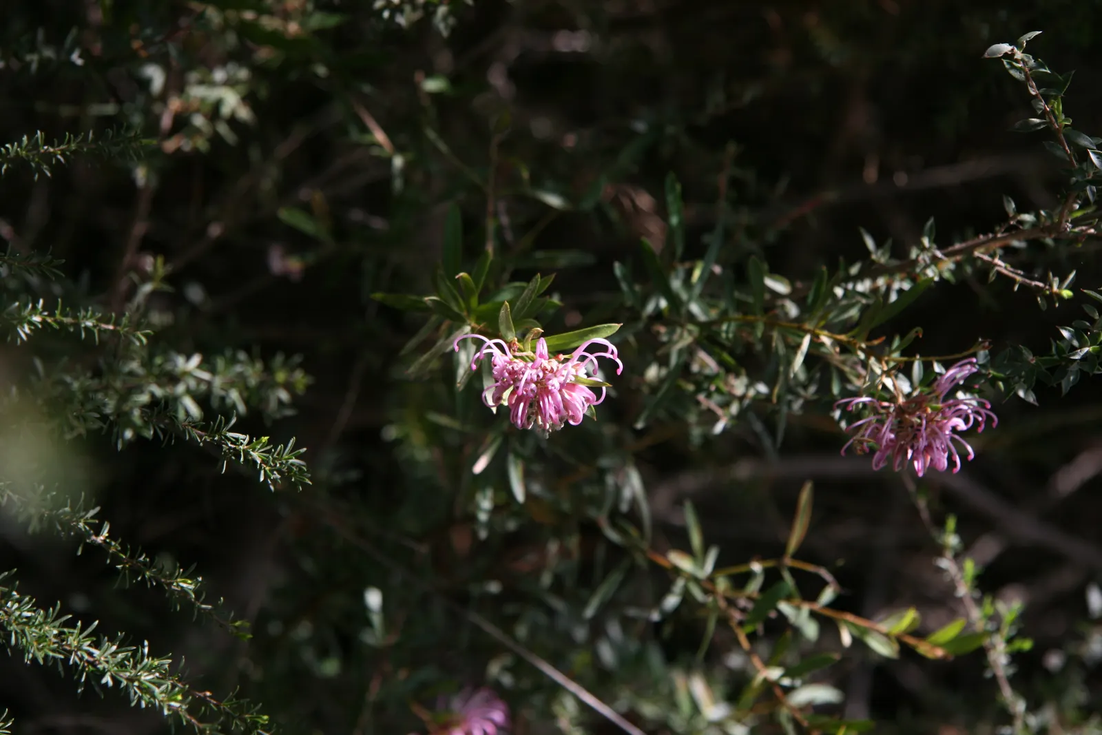Royal Grevillea (Grevillea Victoriae) — especially when placed against a backdrop of darker foliage.<br><br>For maximum health and aesthetic appeal