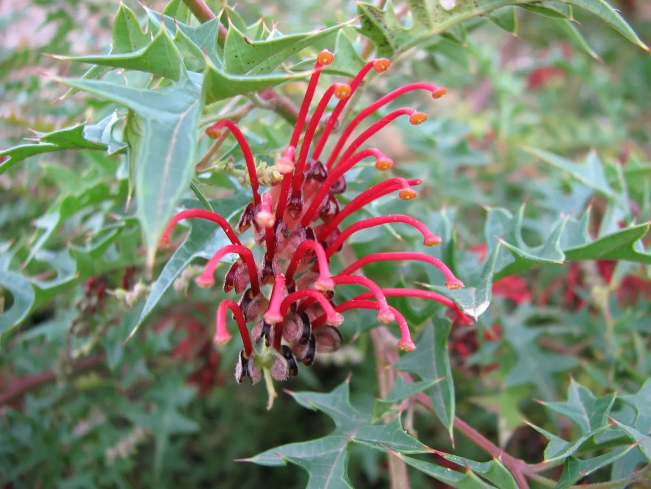 Royal Grevillea (Grevillea Victoriae) — pink flowers in the garden