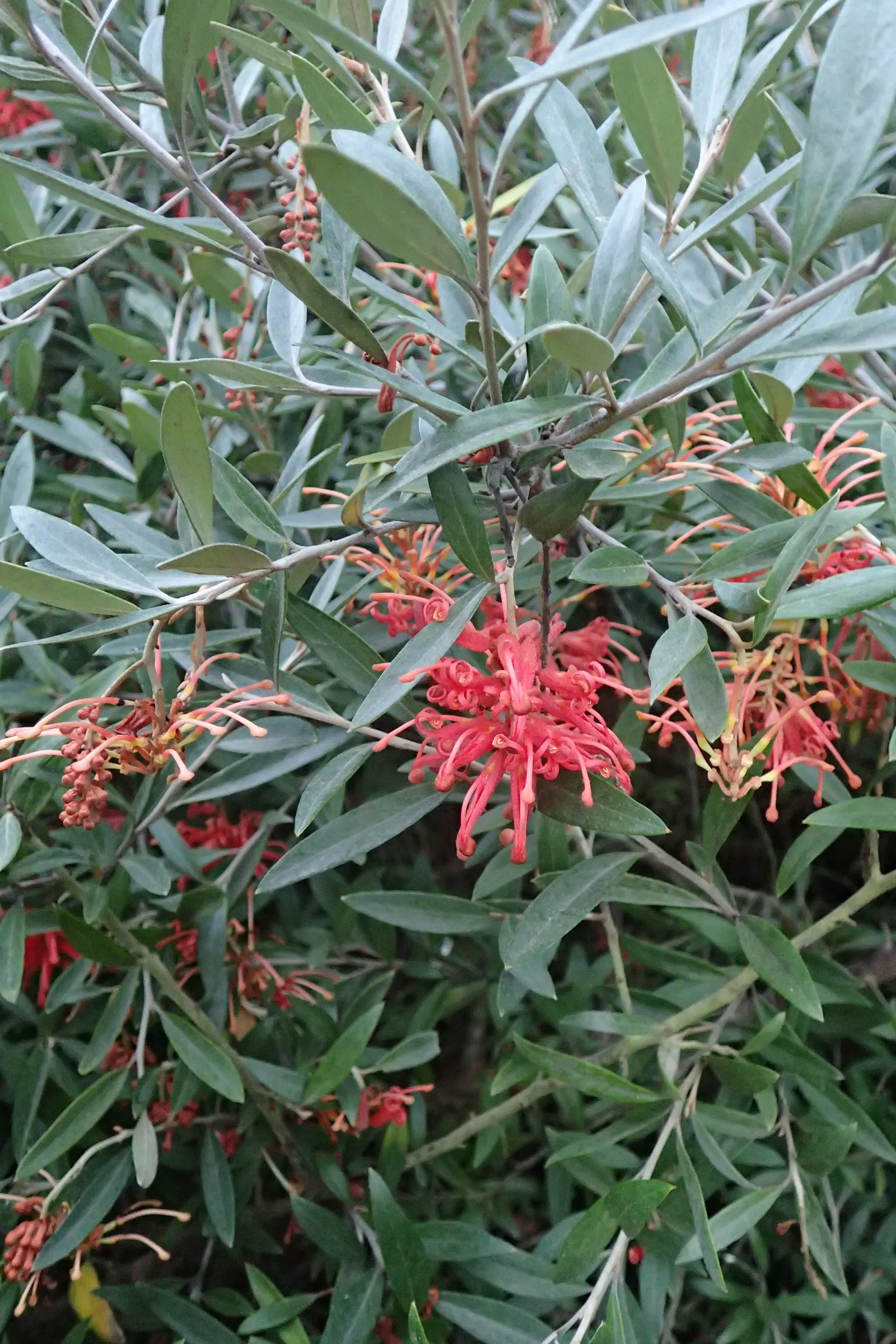 Royal Grevillea (Grevillea Victoriae) — Requires full sun to partial shade and moderate water; their unique shape and color can add a striking, image 52