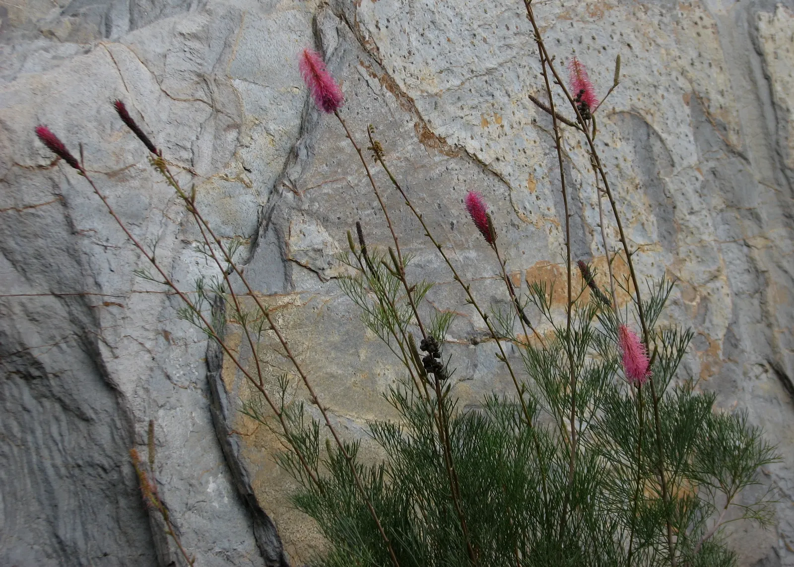 Royal Grevillea (Grevillea Victoriae) — with occasional susceptibility to root rot if overwatered; ground cover / shrub with pink blooms