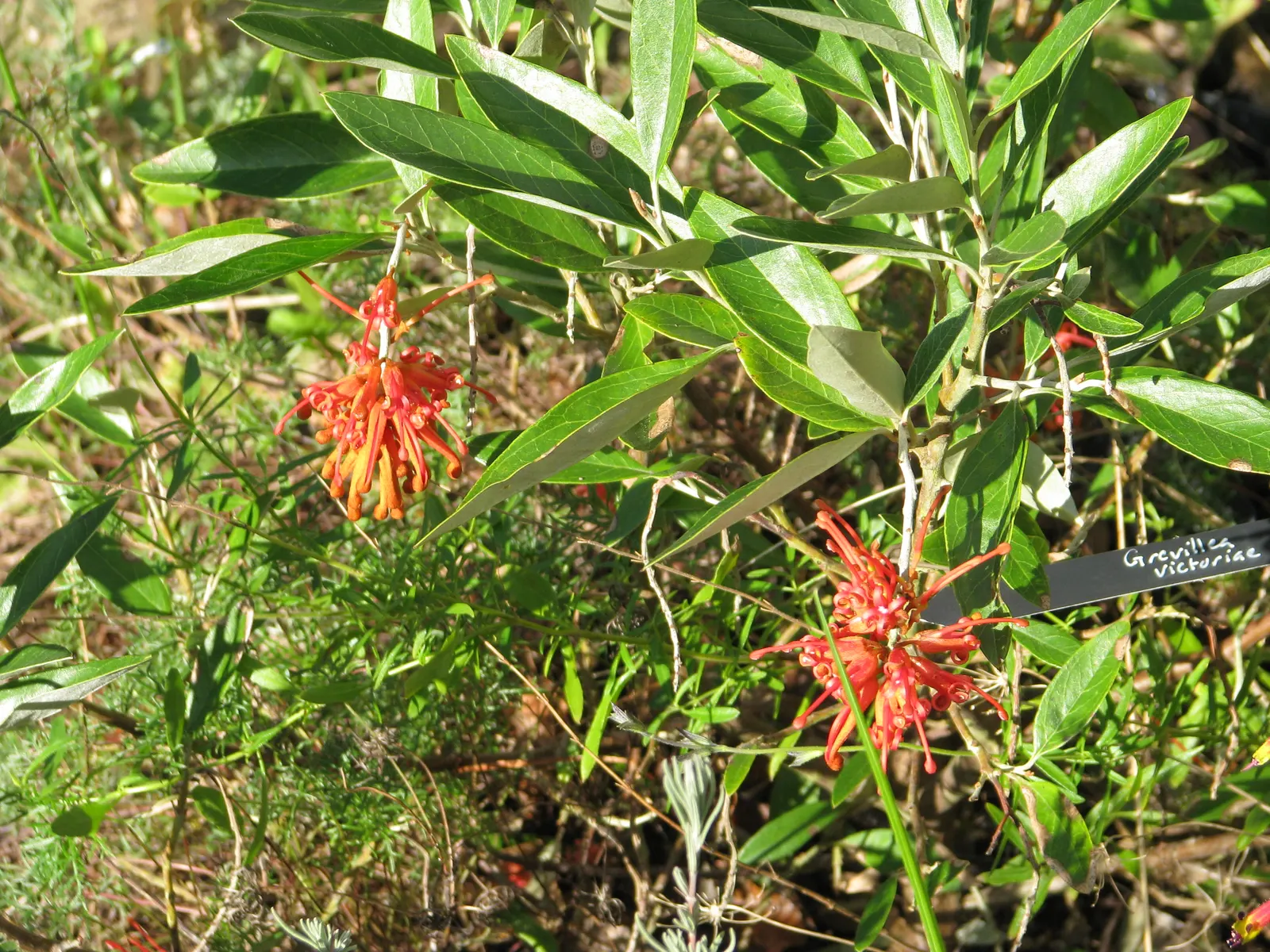 Royal Grevillea (Grevillea Victoriae) — ground cover / shrub for full; with occasional susceptibility to root rot if overwatered, image 69