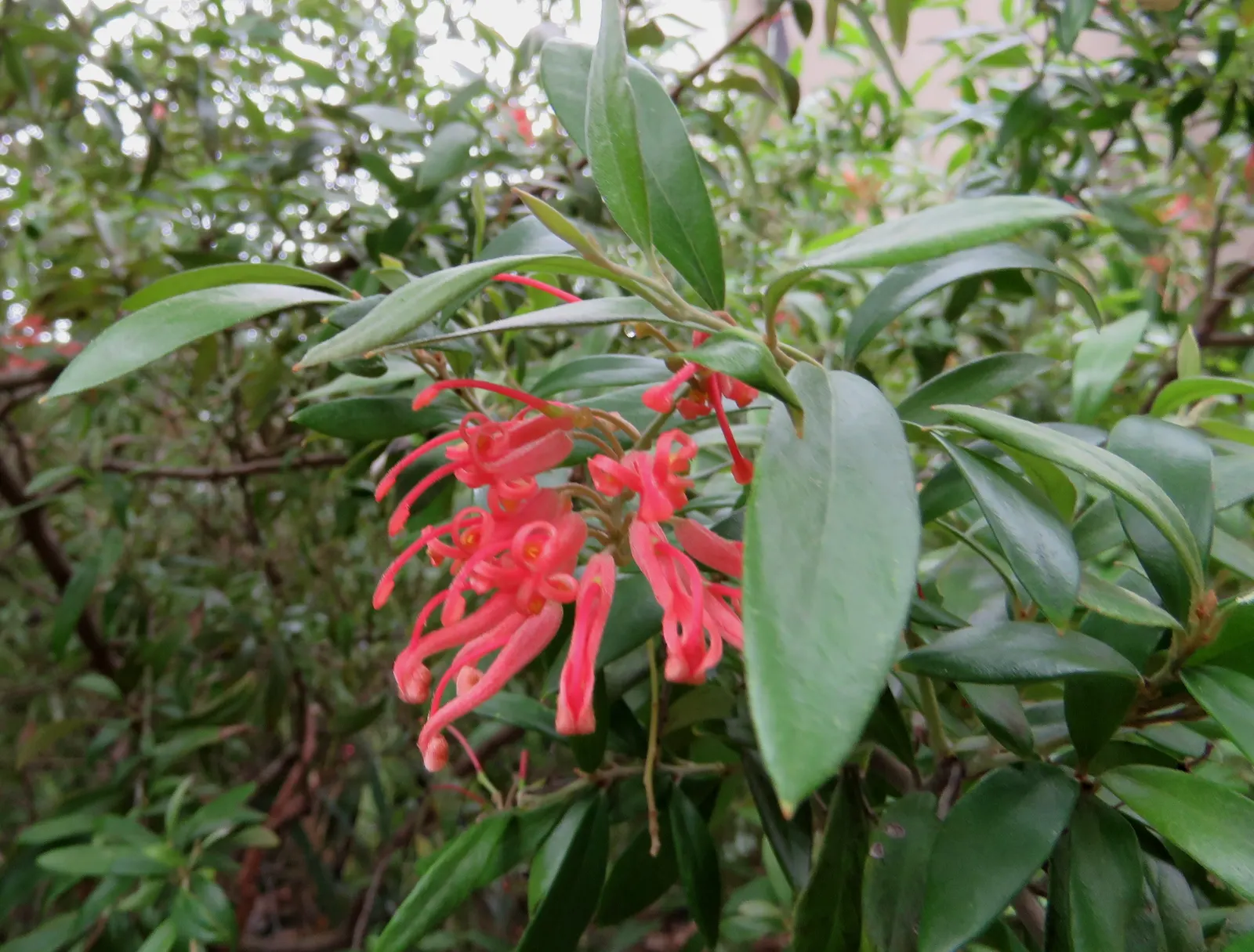Royal Grevillea (Grevillea Victoriae) — The Royal Grevillea, or Grevillea victoriae, is a captivating evergreen shrub native to southeastern Australia