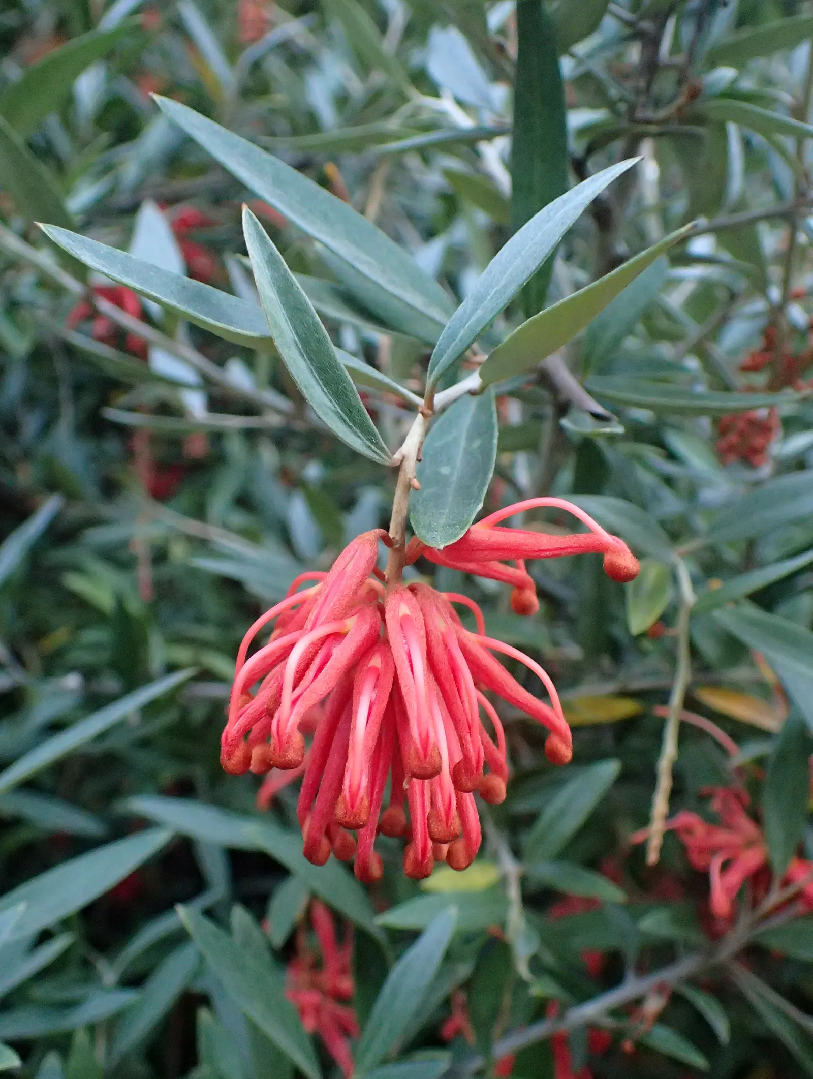 Royal Grevillea (Grevillea Victoriae) — the Royal Grevillea requires well-drained soil and thrives in full sun to partial shade; pink flowers in, image 56