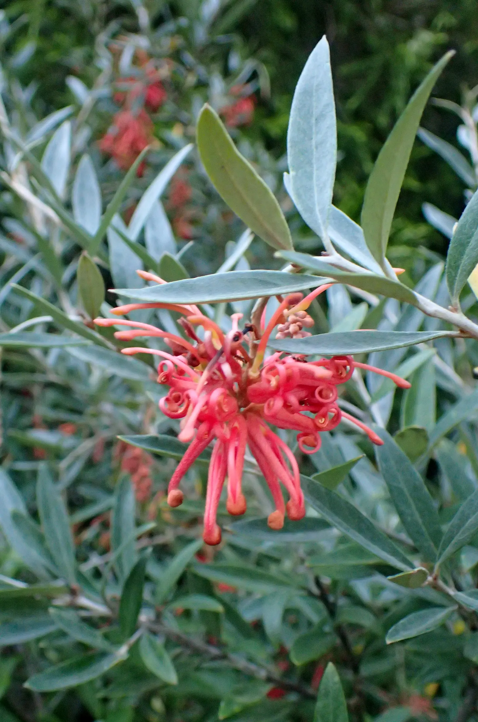 Royal Grevillea (Grevillea Victoriae) — Requires full sun to partial shade and moderate water; their unique shape and color can add a striking contrast to a