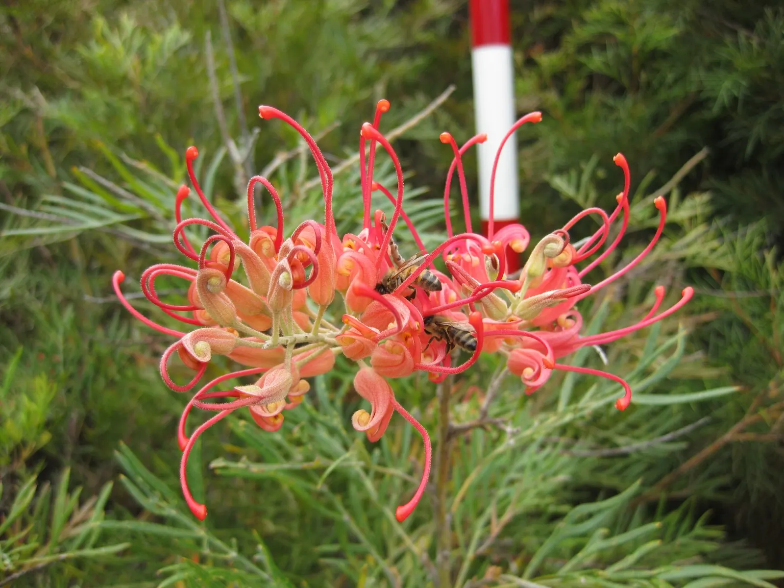Royal Grevillea (Grevillea Victoriae) — renders it an exemplary choice for water-wise gardens.<br><br>The plant flaunts cylindrical flower clusters, image 58
