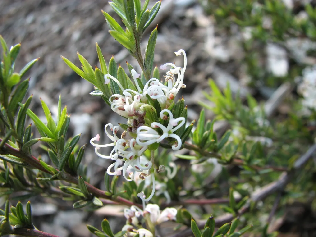 Royal Grevillea (Grevillea Victoriae) — The Royal Grevillea (Grevillea victoriae) is a striking evergreen shrub, native to southeastern Australia, image 47