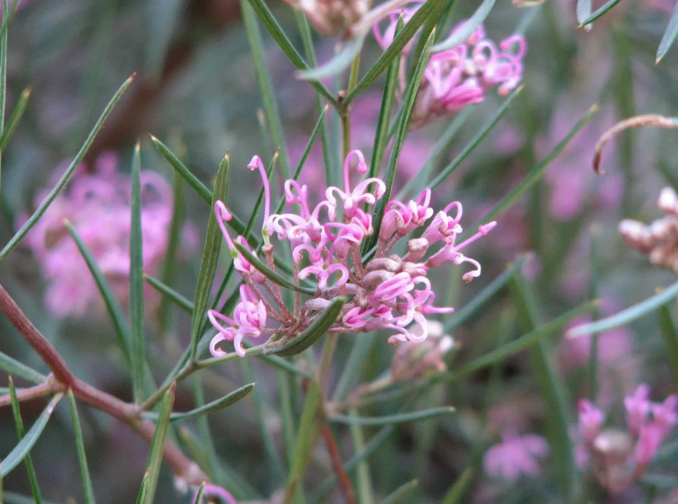 Royal Grevillea (Grevillea Victoriae) — ground cover / shrub for full
