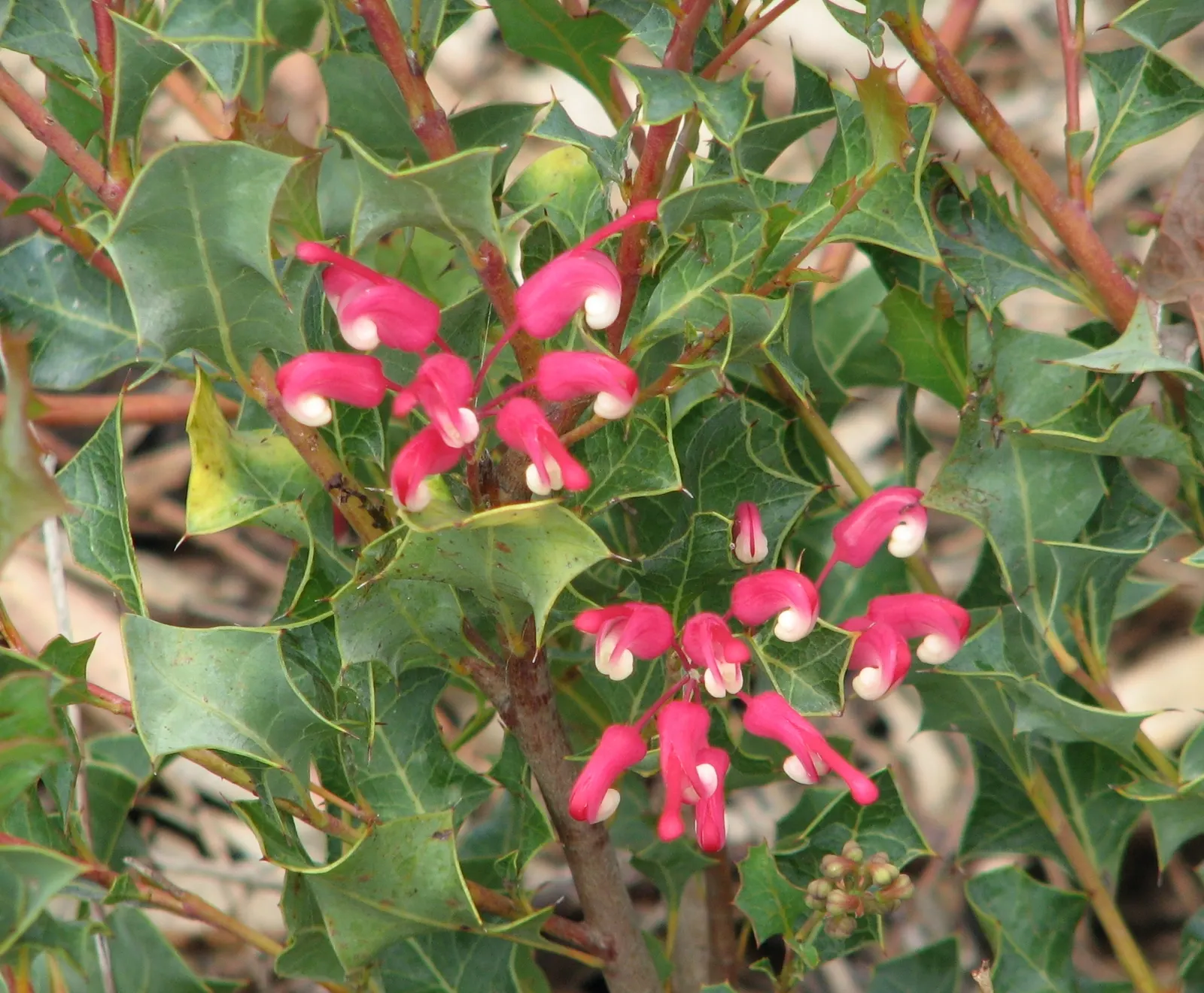 Royal Grevillea (Grevillea Victoriae) — offering a food source for pollinators such as hummingbirds and bees during these seasons