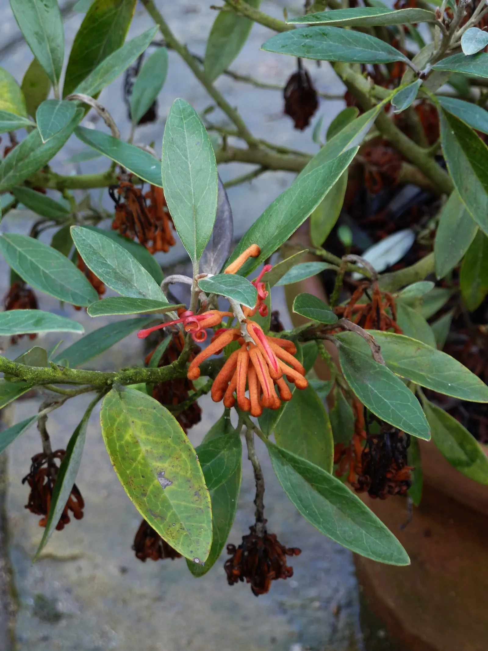 Royal Grevillea (Grevillea Victoriae) — their unique shape and color can add a striking contrast to a garden; especially when placed against a, image 62