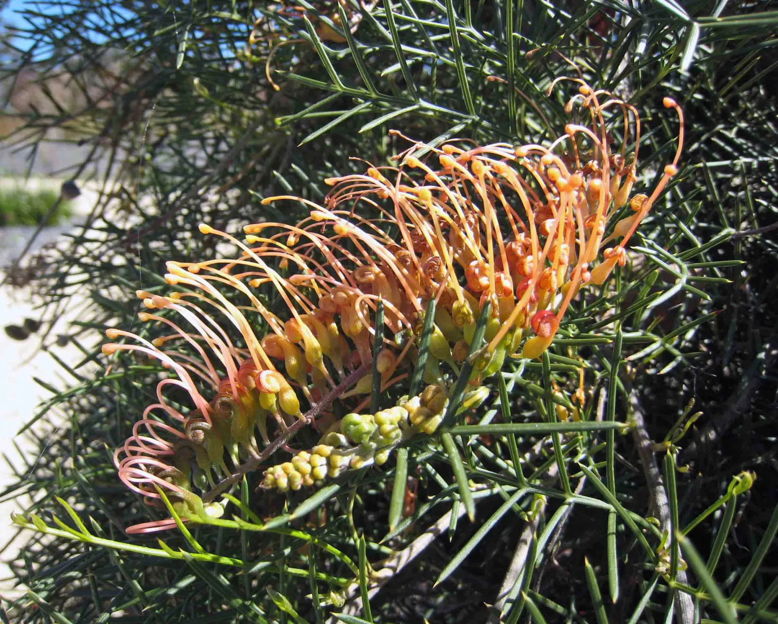 Royal Grevillea (Grevillea Victoriae) — offering a food source for pollinators such as hummingbirds and bees during these seasons; the Royal, image 61