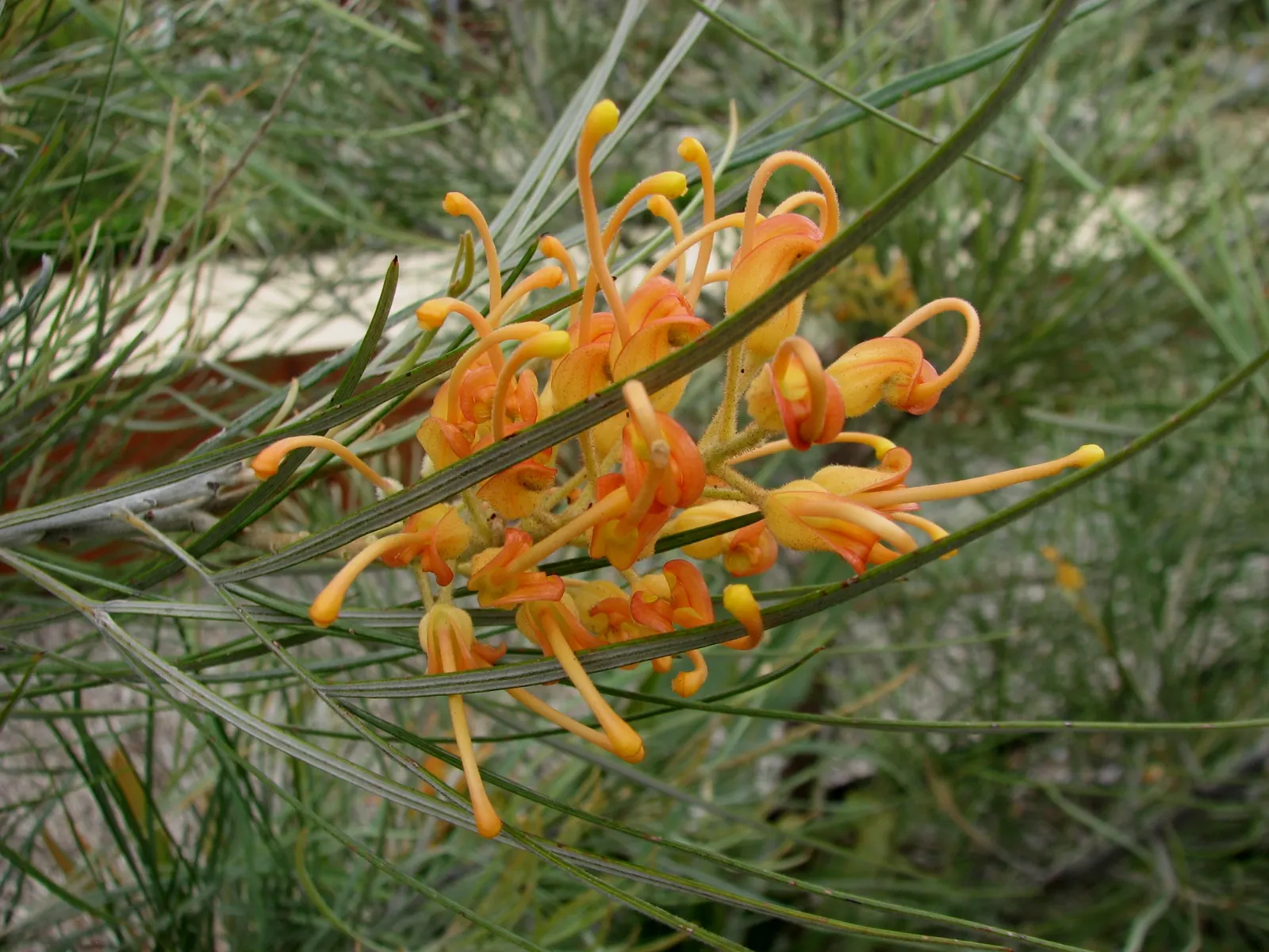 Royal Grevillea (Grevillea Victoriae) — renders it an exemplary choice for water-wise gardens.<br><br>The plant flaunts cylindrical flower clusters, image 35