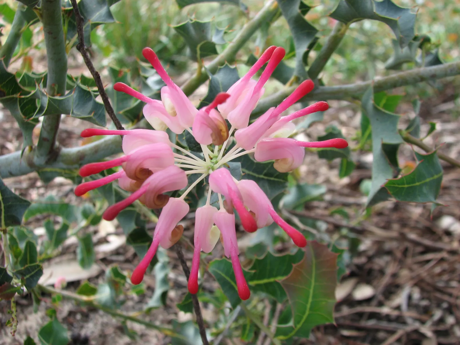 Royal Grevillea (Grevillea Victoriae) — it thrives in well-drained soil