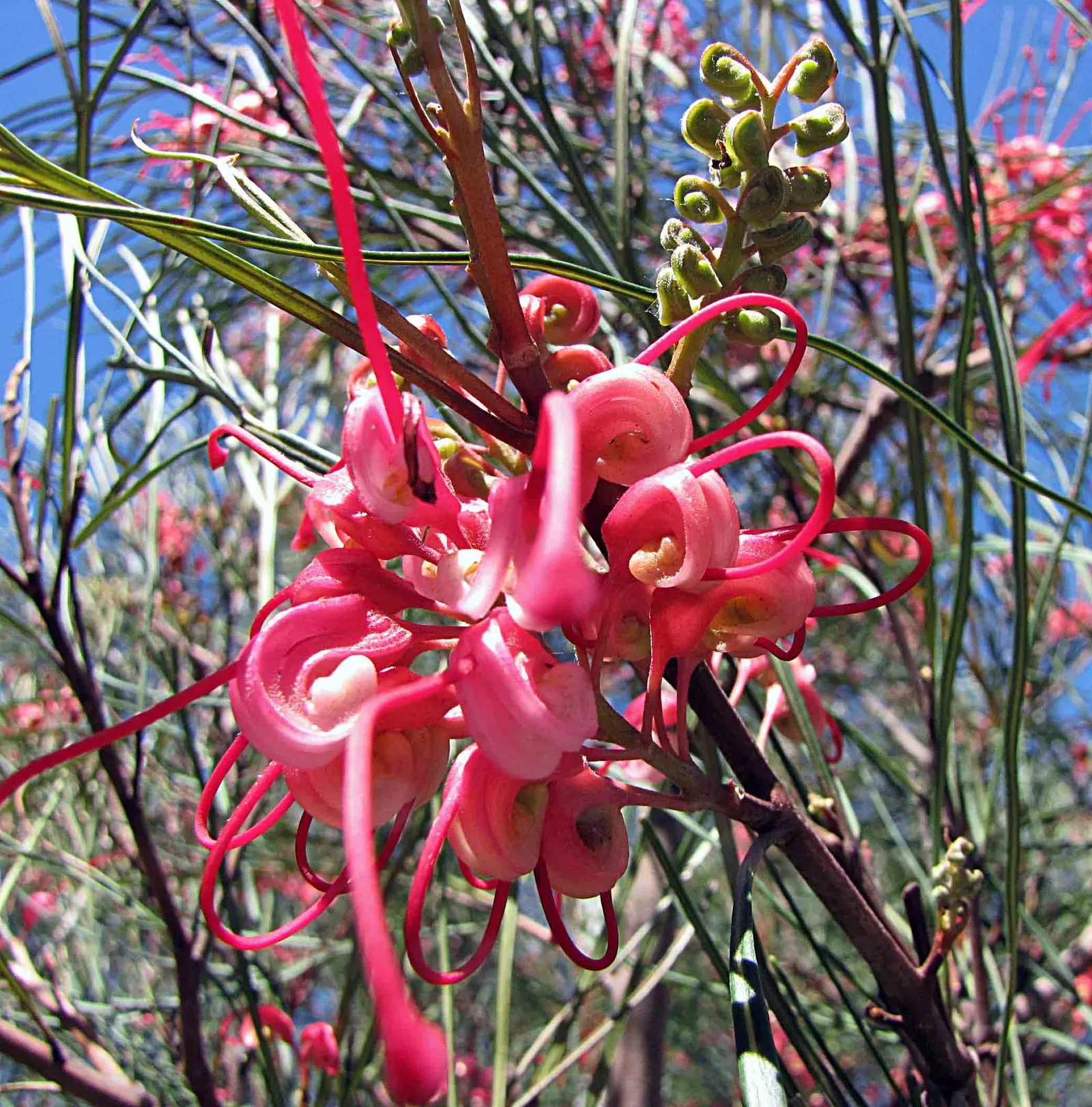 Royal Grevillea (Grevillea Victoriae) — reaching up to 10 feet in height and 6 feet in spread; this robust plant is distinguished by its strikingly, image 51