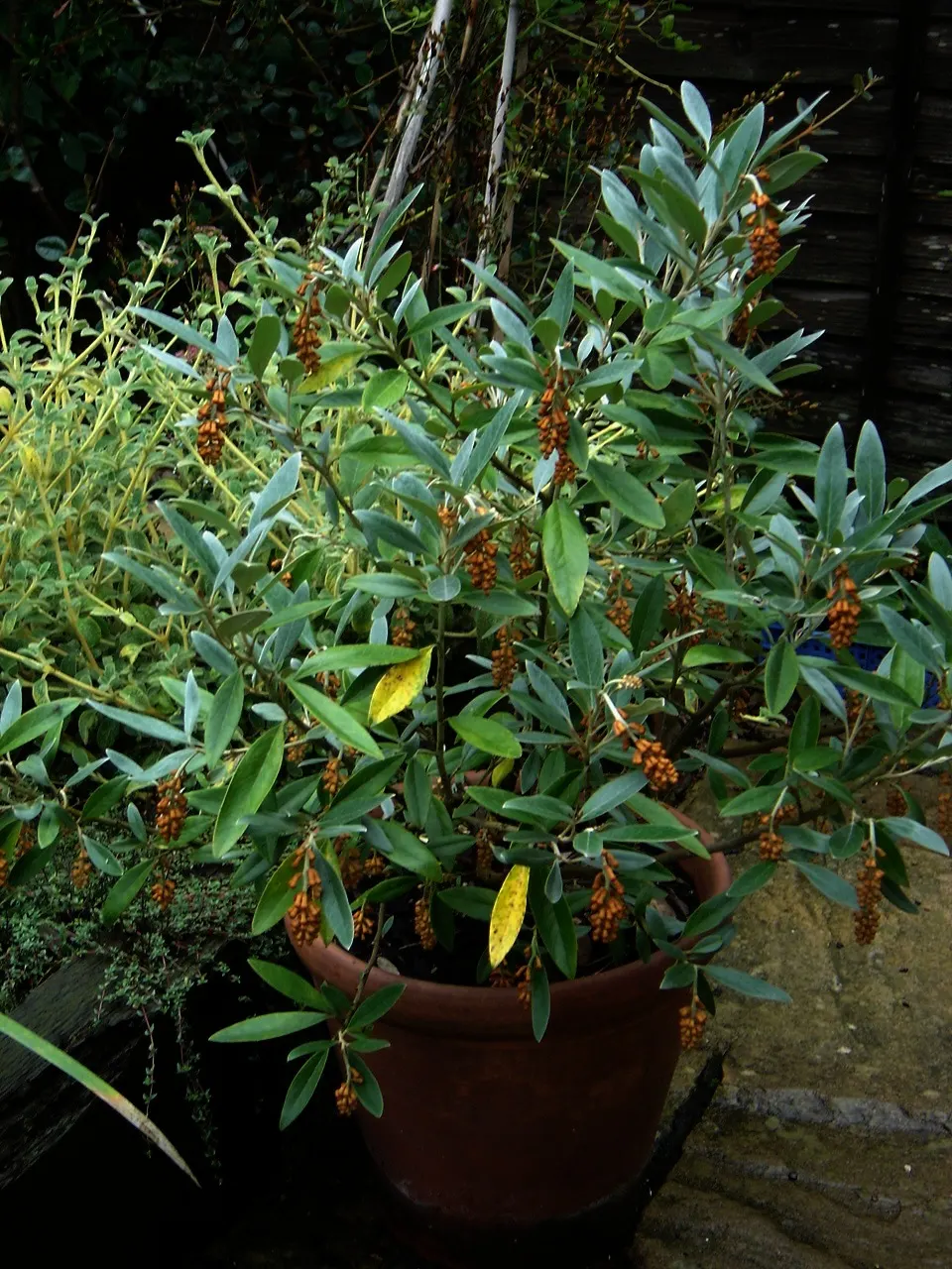 Royal Grevillea (Grevillea Victoriae) — This robust plant is distinguished by its strikingly ornamental flowers and fern-like foliage; these, image 78