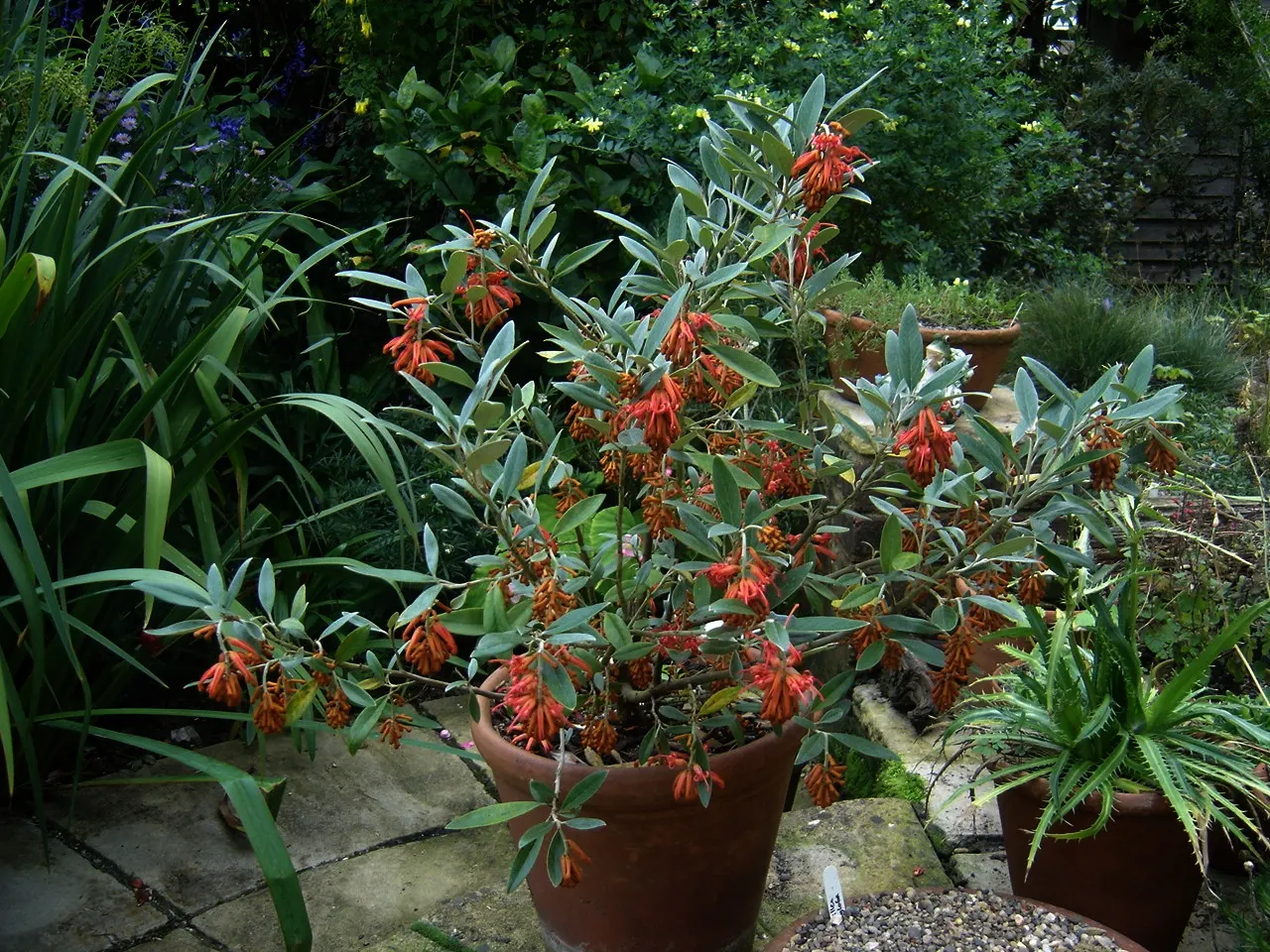 Royal Grevillea (Grevillea Victoriae) — prune lightly after flowering to encourage dense growth and ensure a neat appearance; the Royal Grevillea, or Grevillea