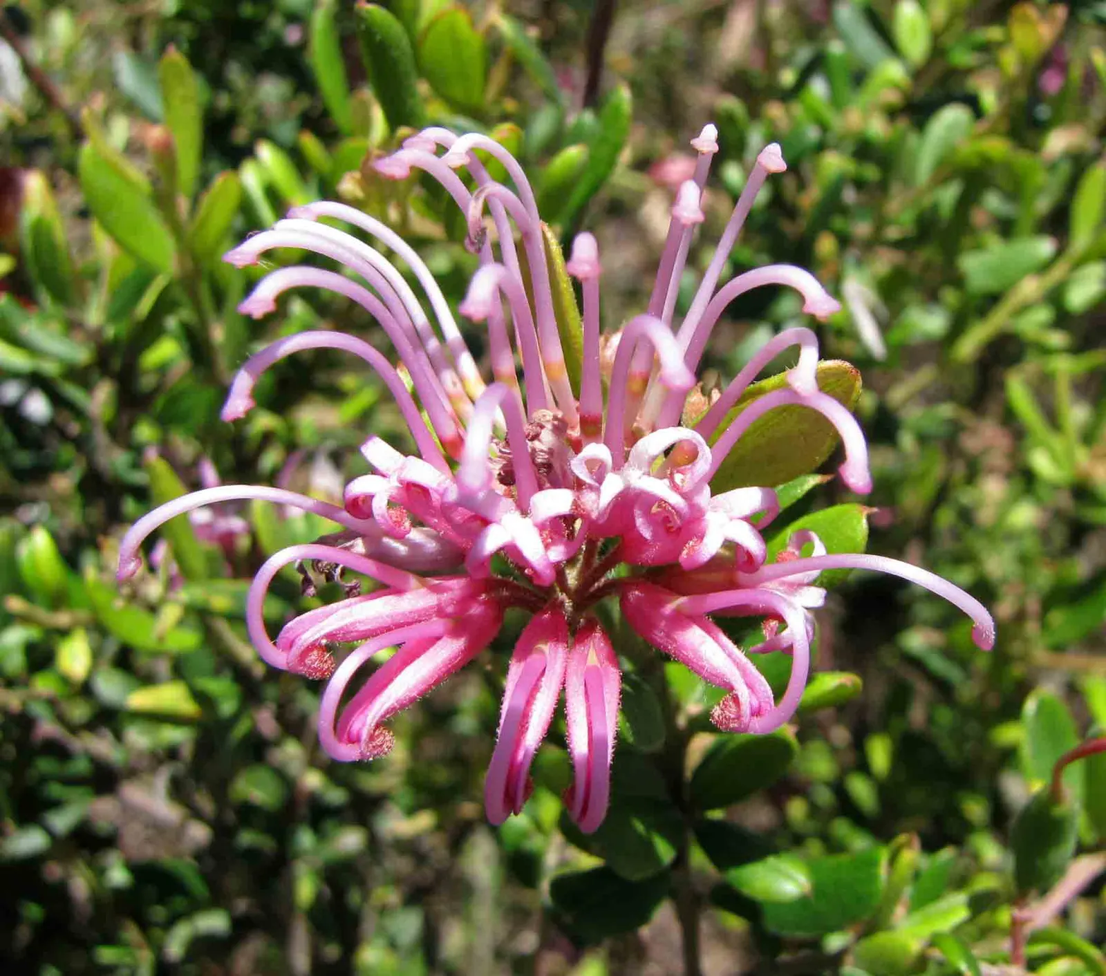 Royal Grevillea (Grevillea Victoriae) — Ideal for attracting nectar-feeding birds; prune lightly after flowering to encourage dense growth and ensure a neat