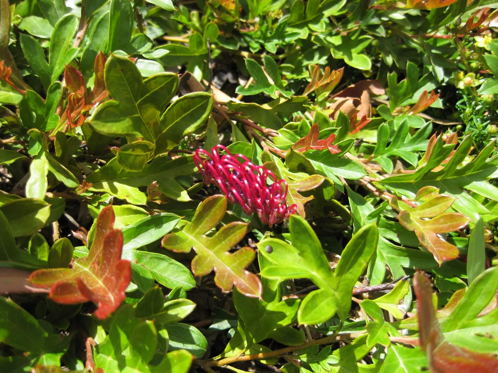 Royal Grevillea (Grevillea Victoriae) — These nectar-rich flowers are in abundance from late fall to early spring; ideal for attracting, image 60