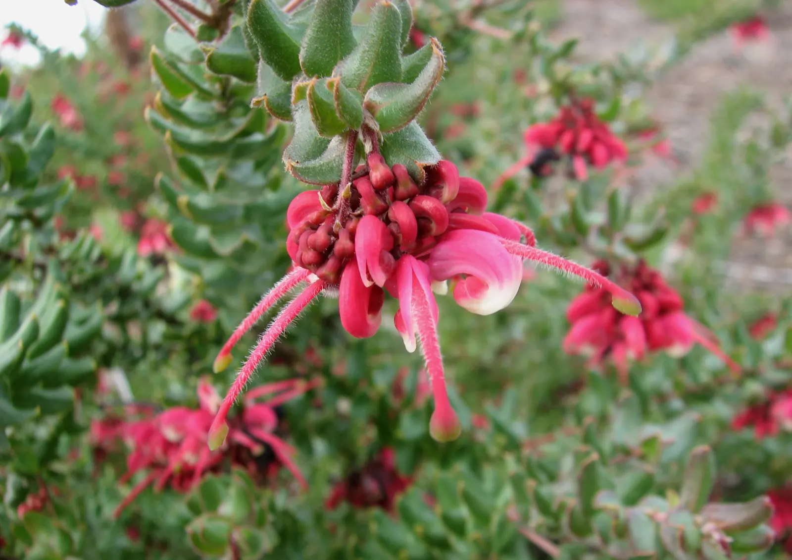 Royal Grevillea (Grevillea Victoriae) — the Royal Grevillea requires well-drained soil and thrives in full sun to partial shade; pink flowers in the garden
