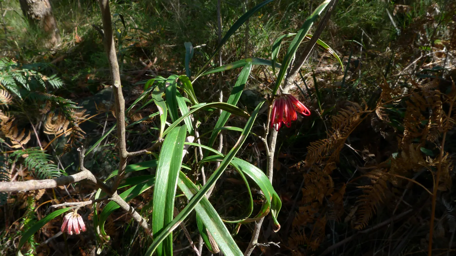 Royal Grevillea (Grevillea Victoriae) — especially when placed against a backdrop of darker foliage.<br><br>For maximum health and aesthetic appeal; the Royal