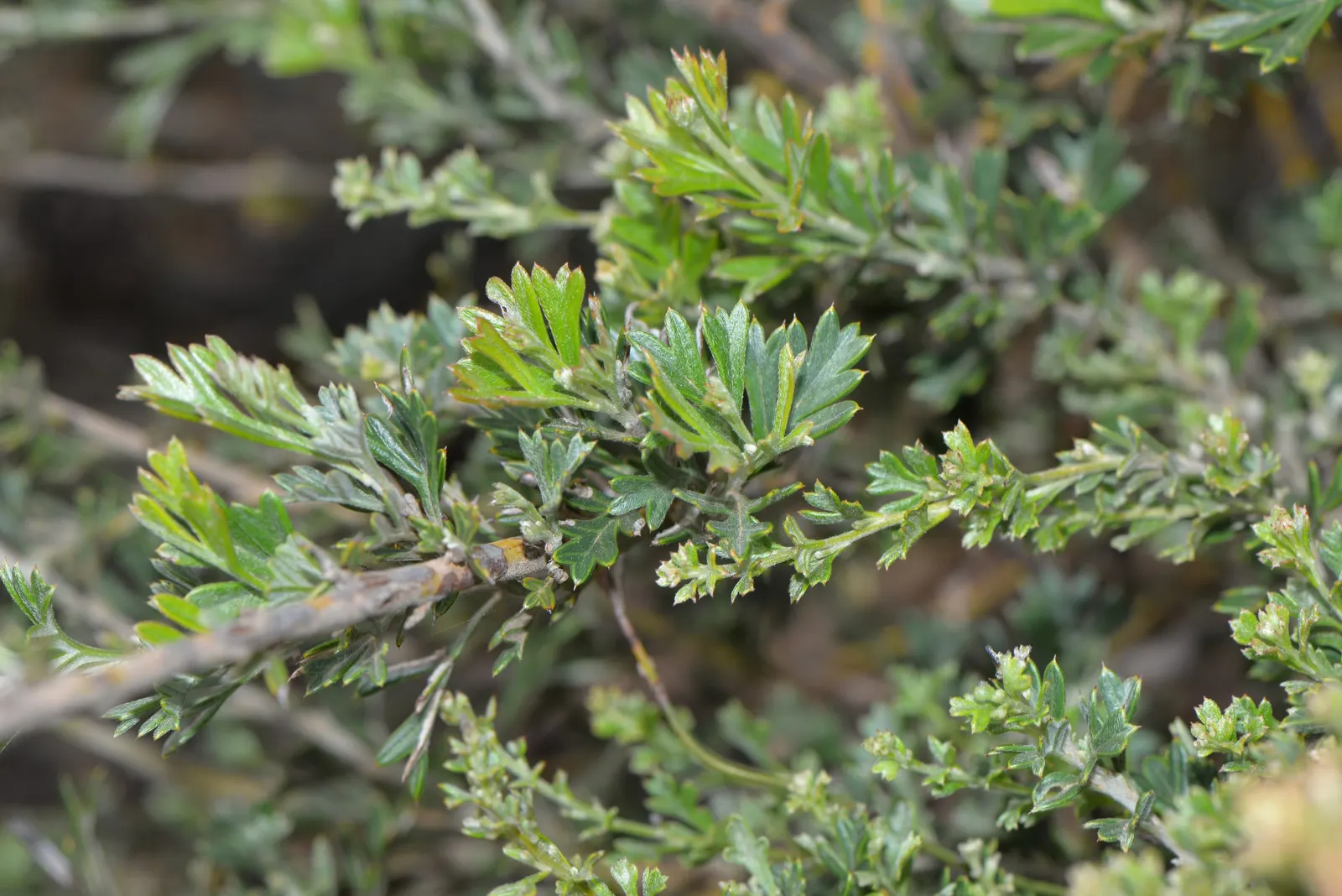 Royal Grevillea (Grevillea Victoriae) — Its remarkable resilience to drought conditions; reaching up to 10 feet in height and 6 feet in spread, image 57