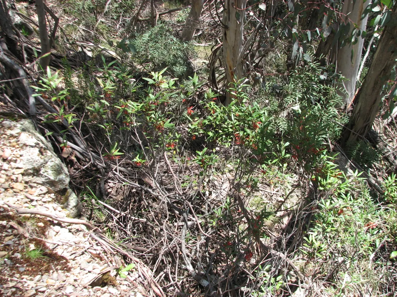 Royal Grevillea (Grevillea Victoriae) — The Royal Grevillea, or Grevillea victoriae, is a captivating evergreen shrub native to southeastern, image 77