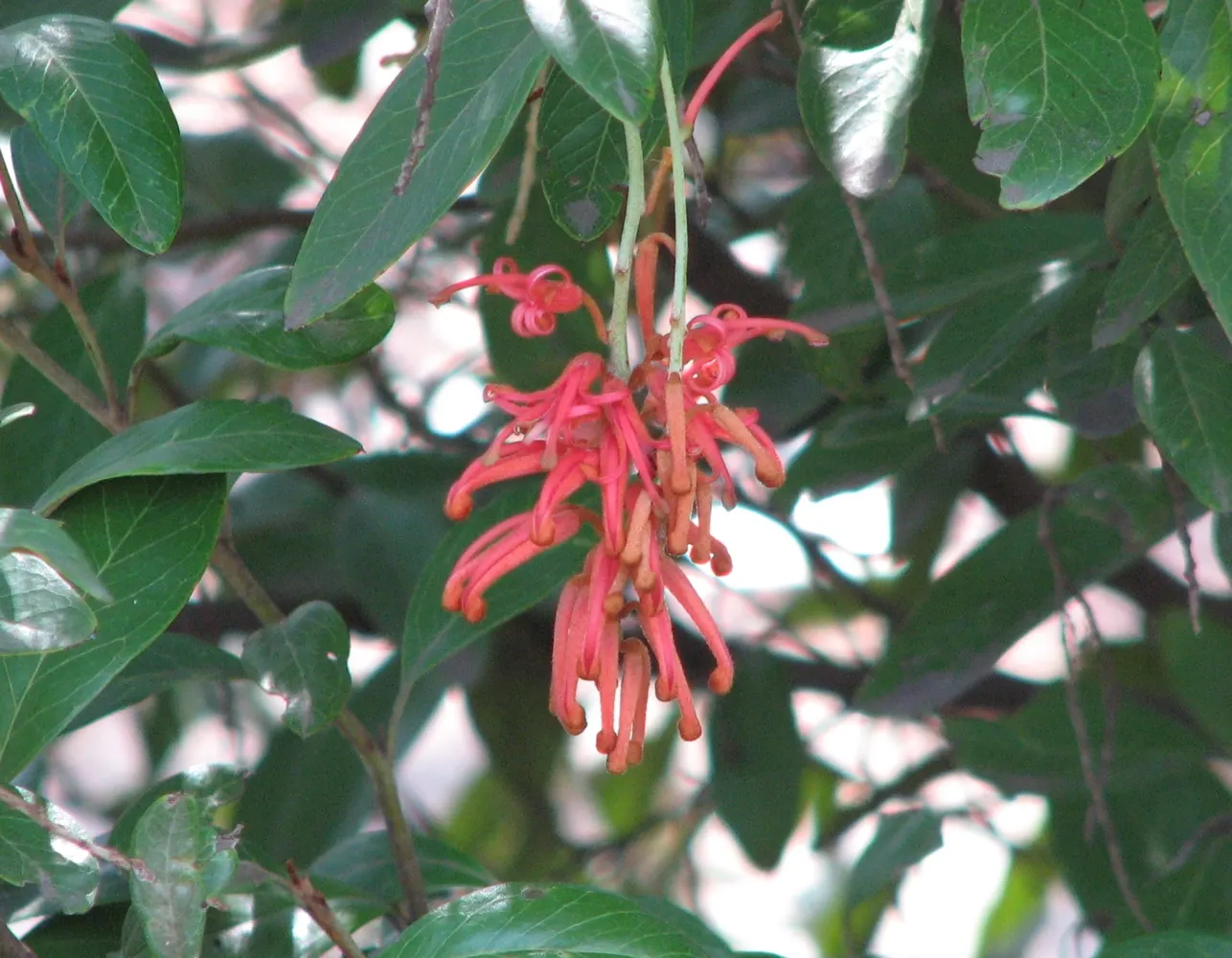 Royal Grevillea (Grevillea Victoriae) — the Royal Grevillea requires well-drained soil and thrives in full sun to partial shade