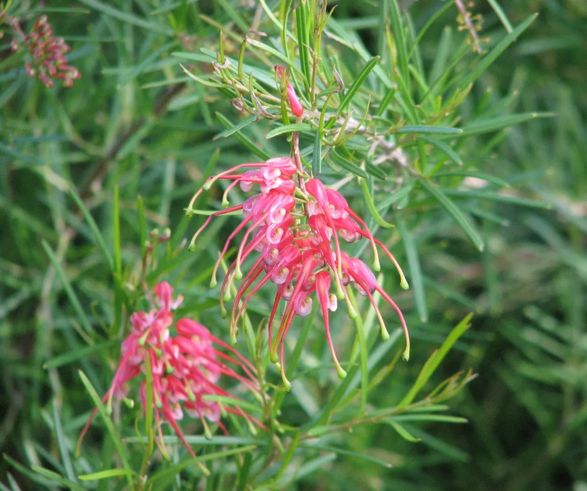 Royal Grevillea (Grevillea Victoriae) — their unique shape and color can add a striking contrast to a garden; especially when placed against a backdrop of