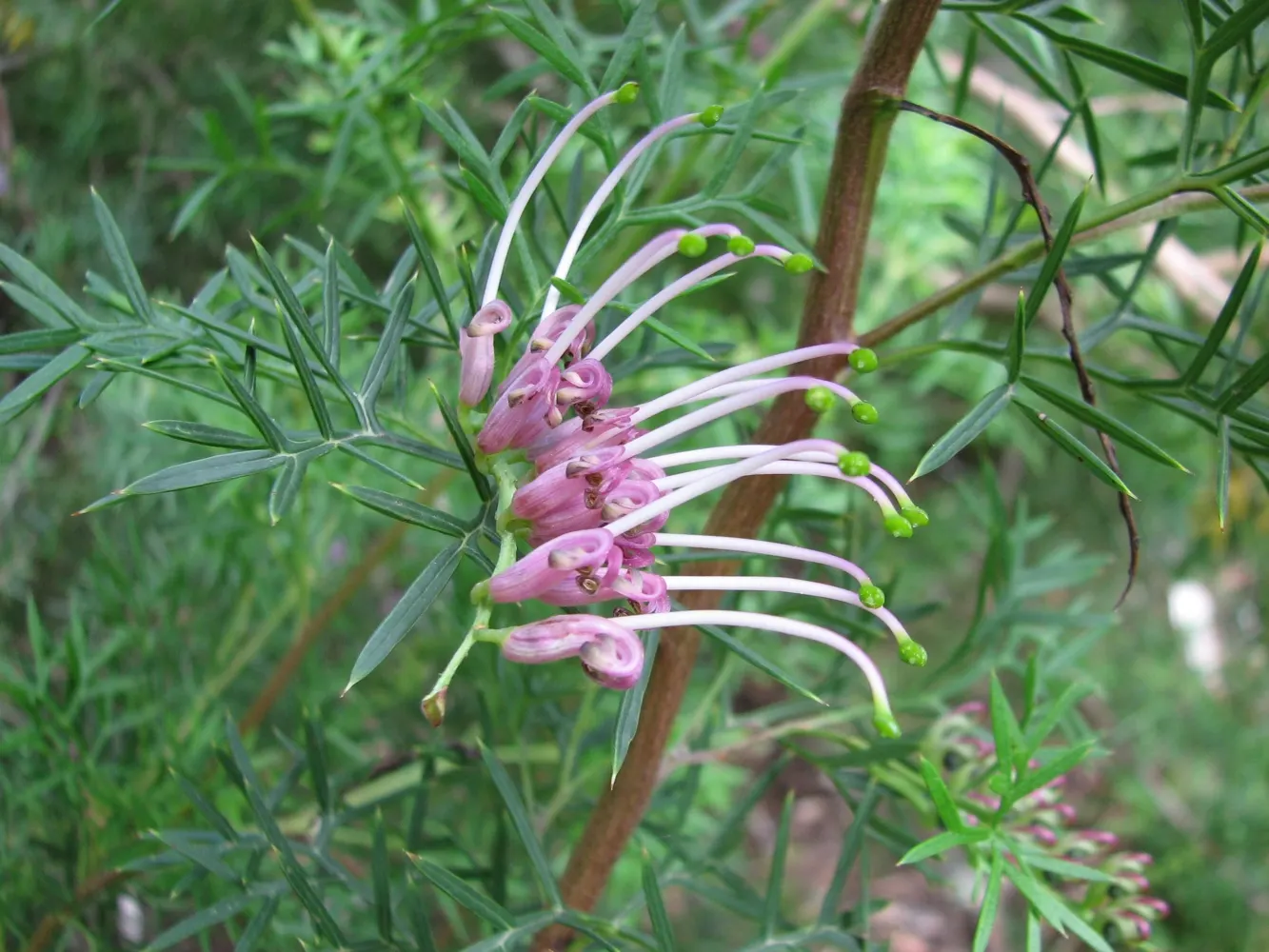 Royal Grevillea (Grevillea Victoriae) — offering a food source for pollinators such as hummingbirds and bees during these seasons; the Royal Grevillea requires